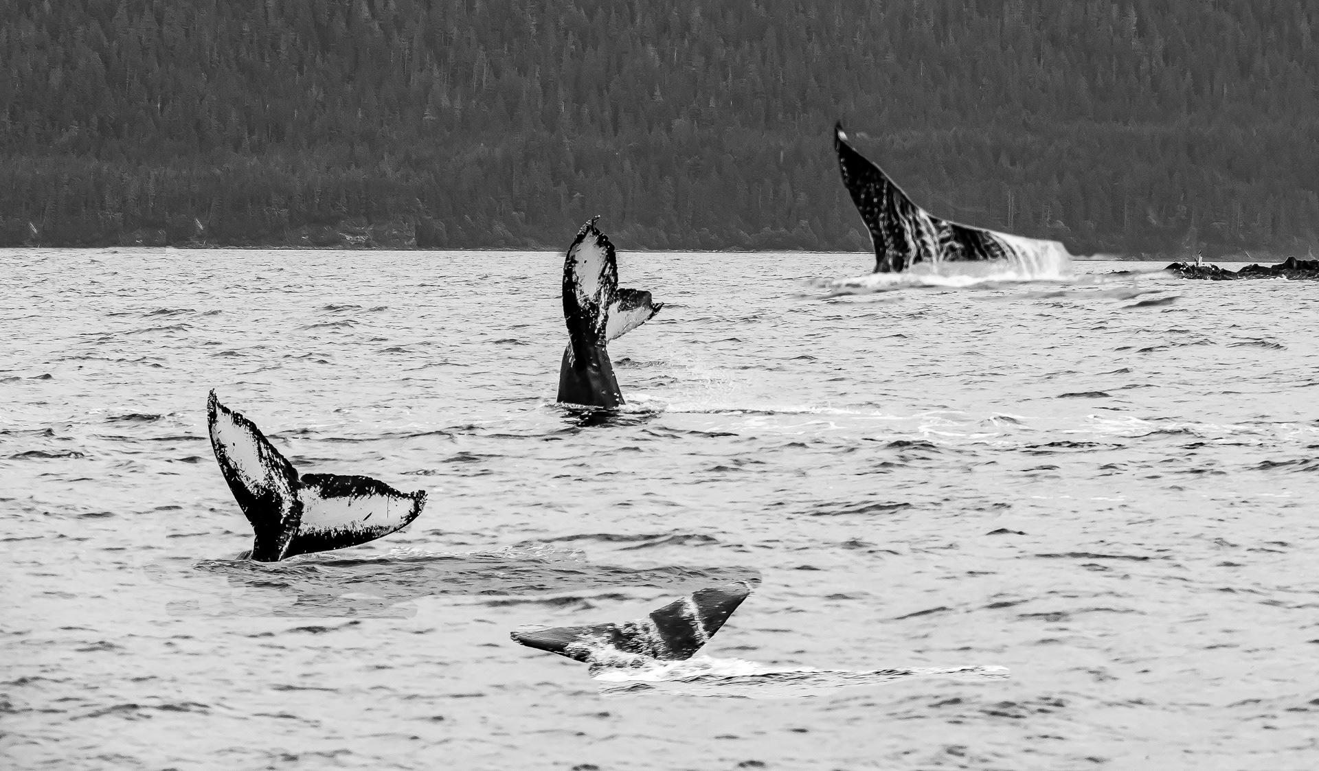 Whale Tale Compilation Juneau