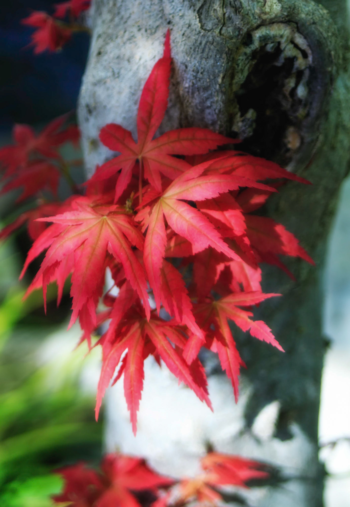 Red Maple Leaves