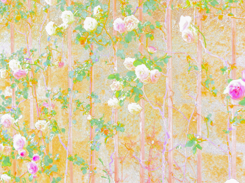 Rose Wall Interpreted