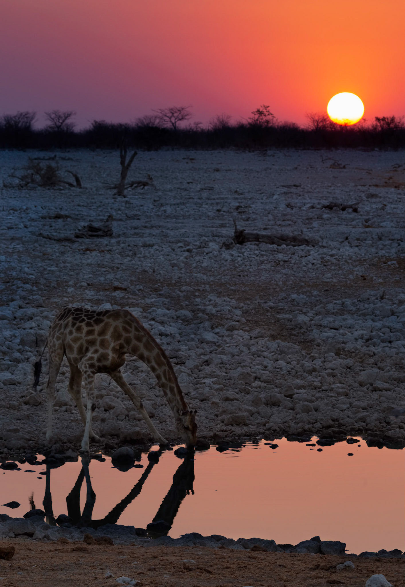 Giraffe at Watering Hole