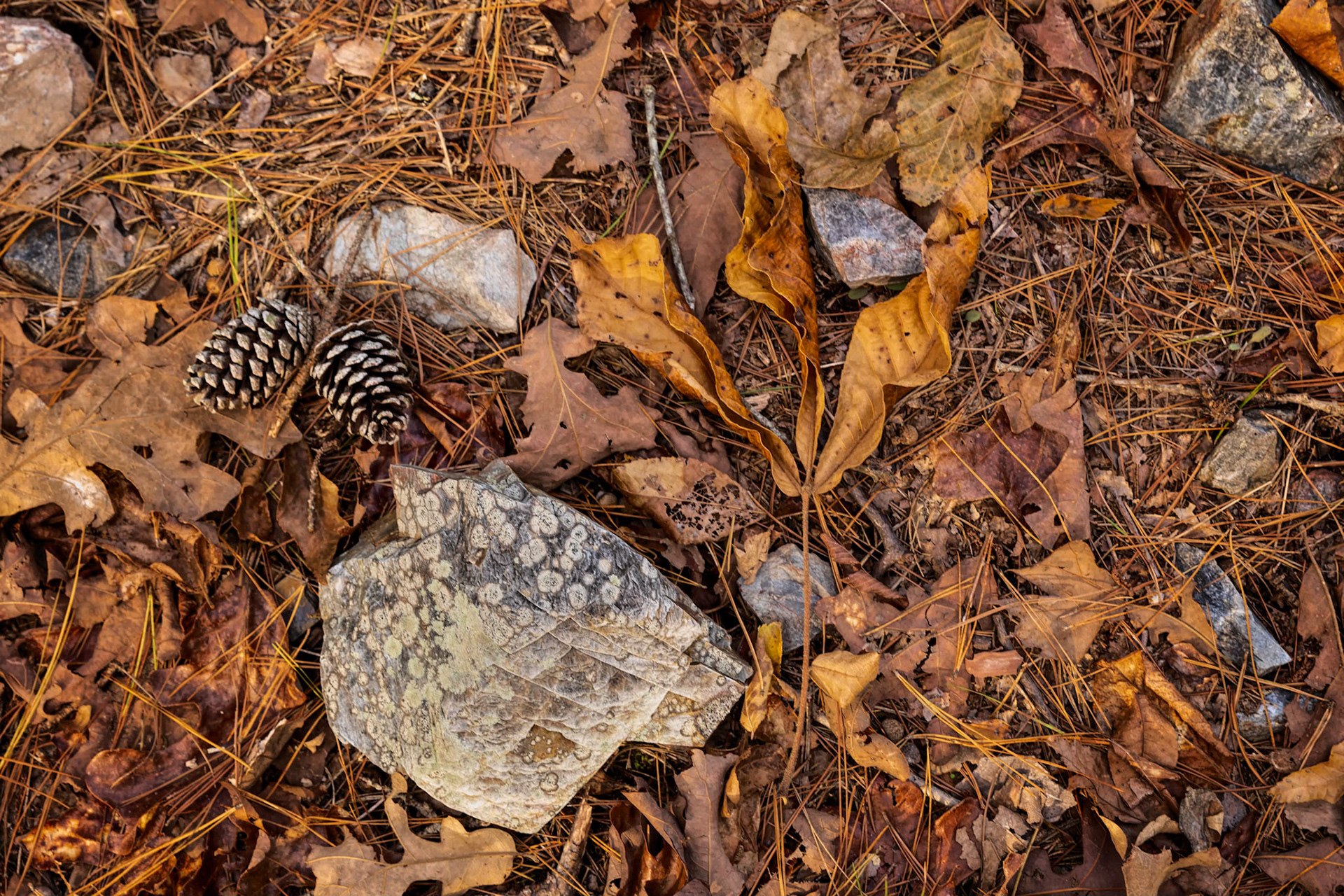 Woodland Floor