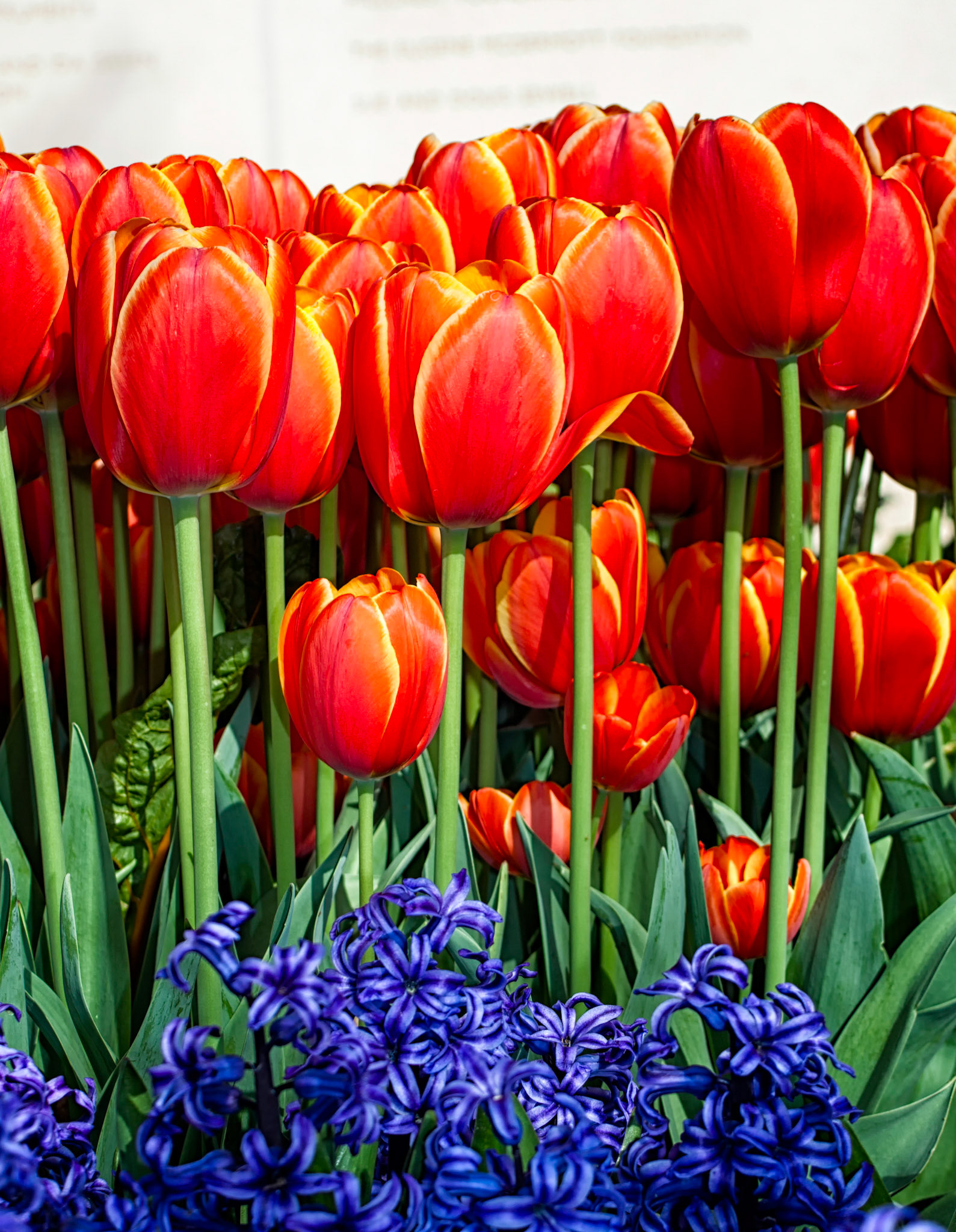 Red Tulips Blue Hyacinths