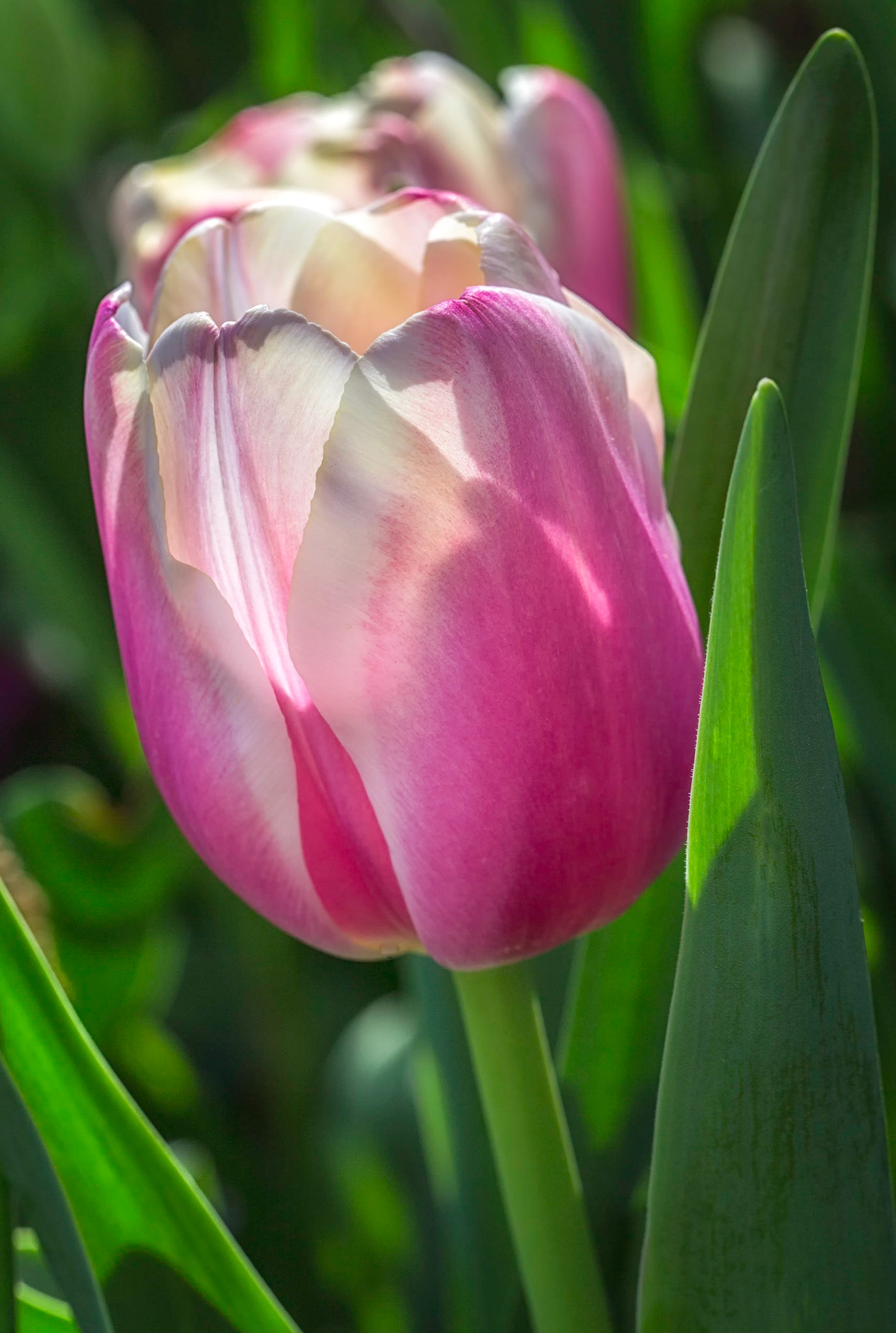Tulip Glow