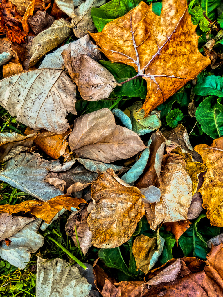 Crispy Leaves