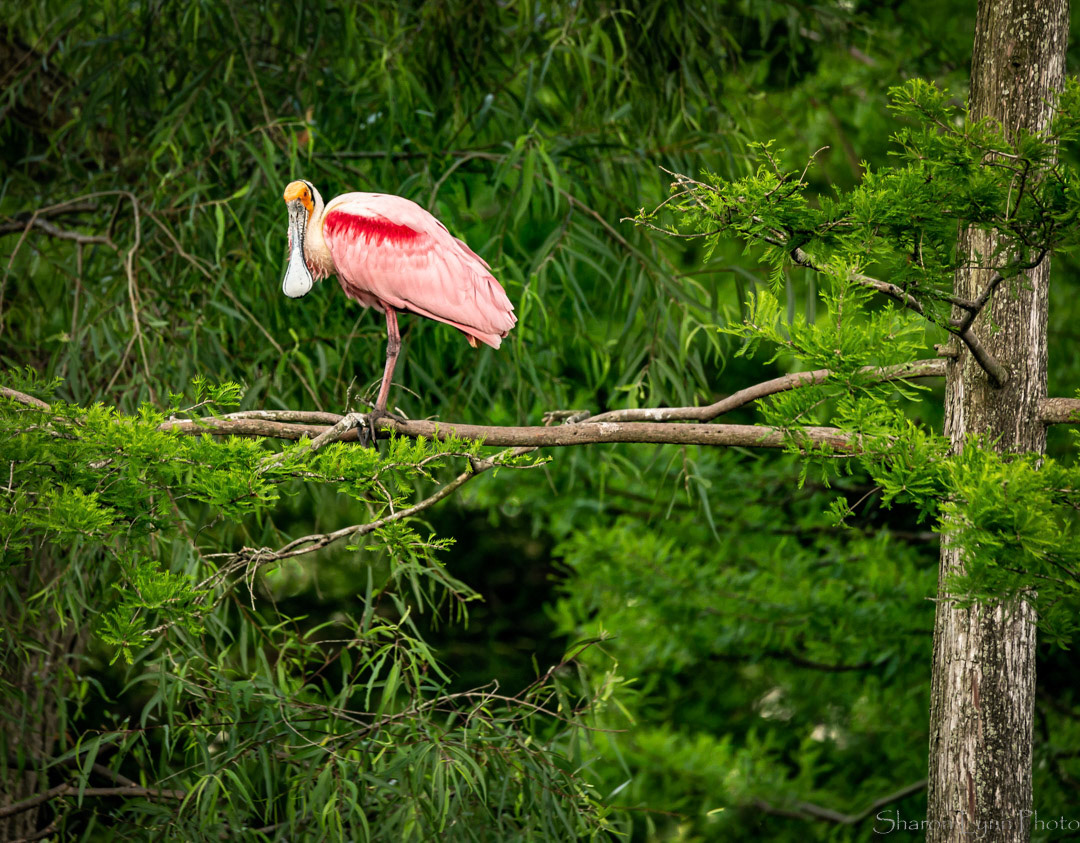 Roseate Spoonbill