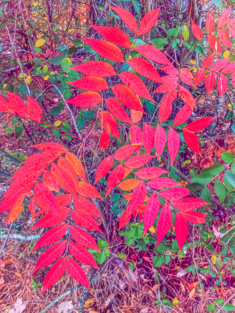 Autumn Color