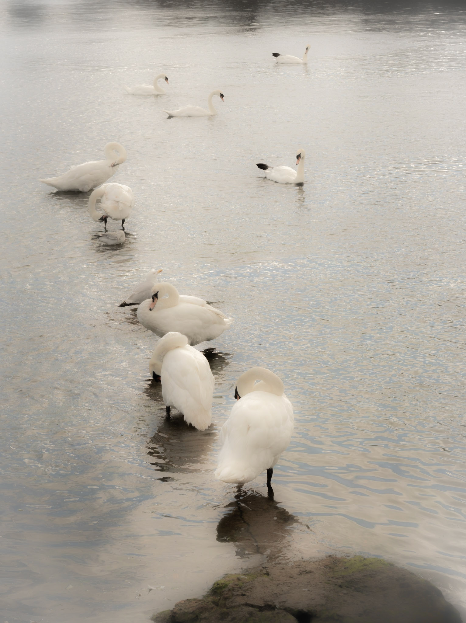 Galway Swans