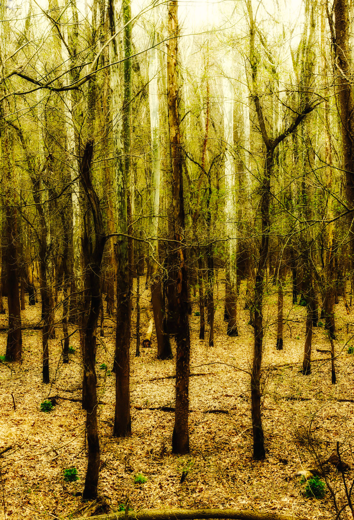 Into the Woods II