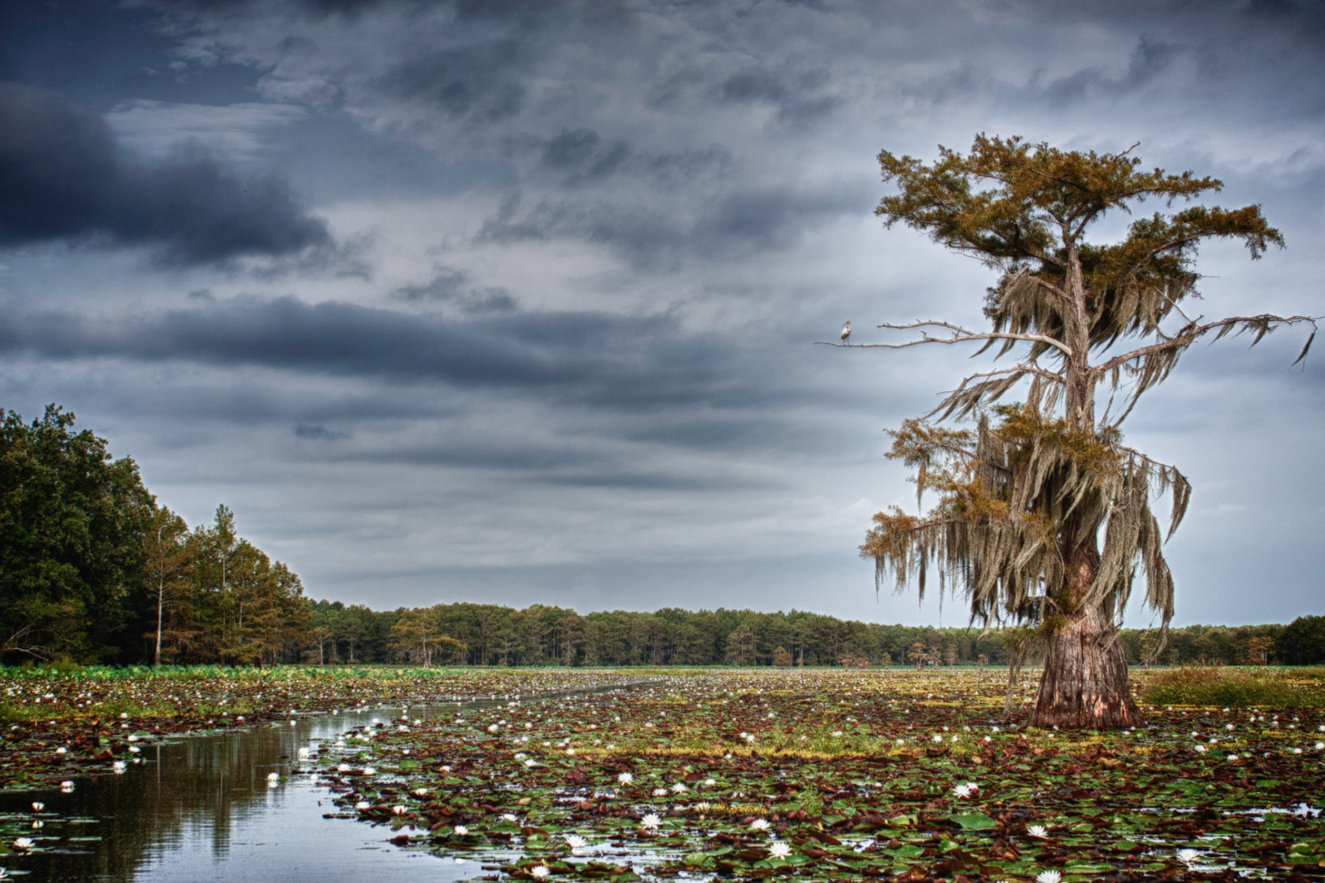 Caddo Tree