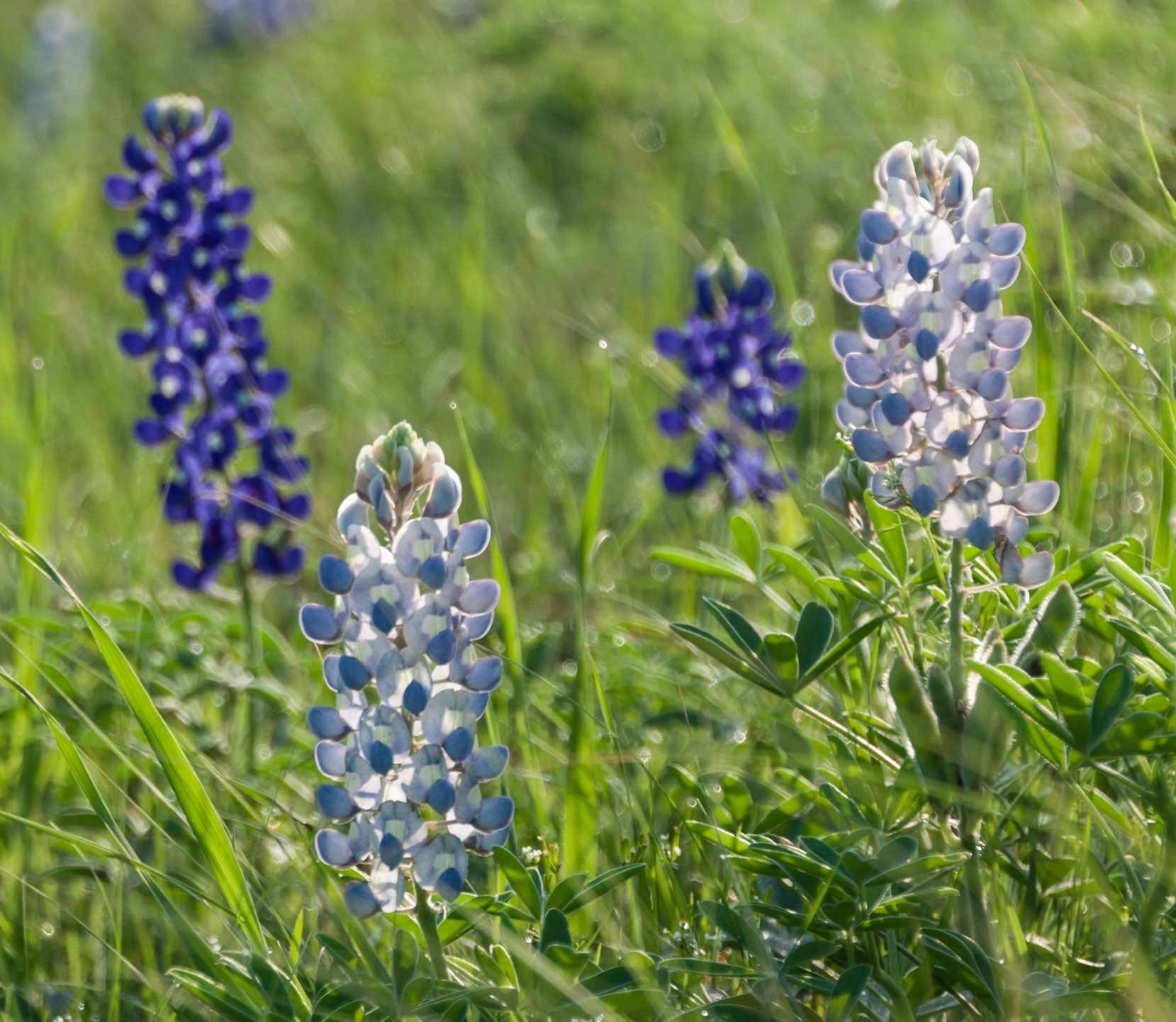Bluebonnet Quartet