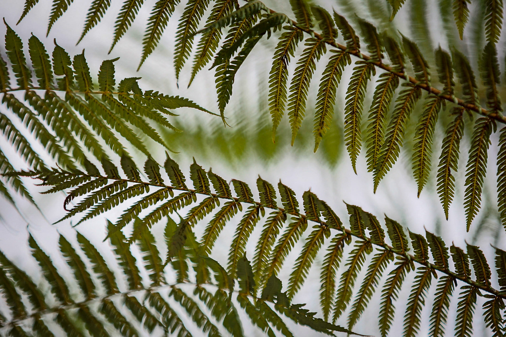 Fern Overlay