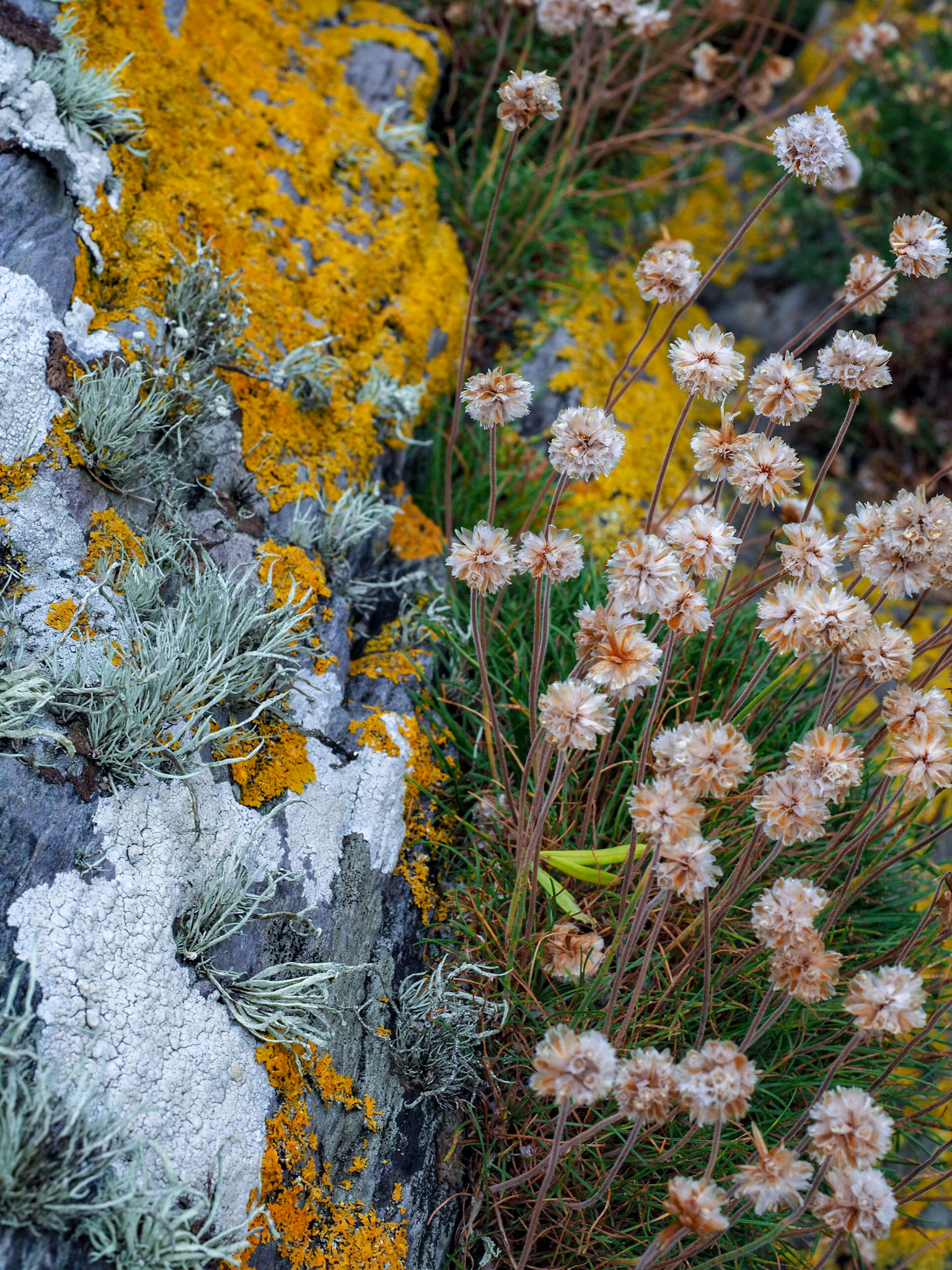 Gorse and Lichen