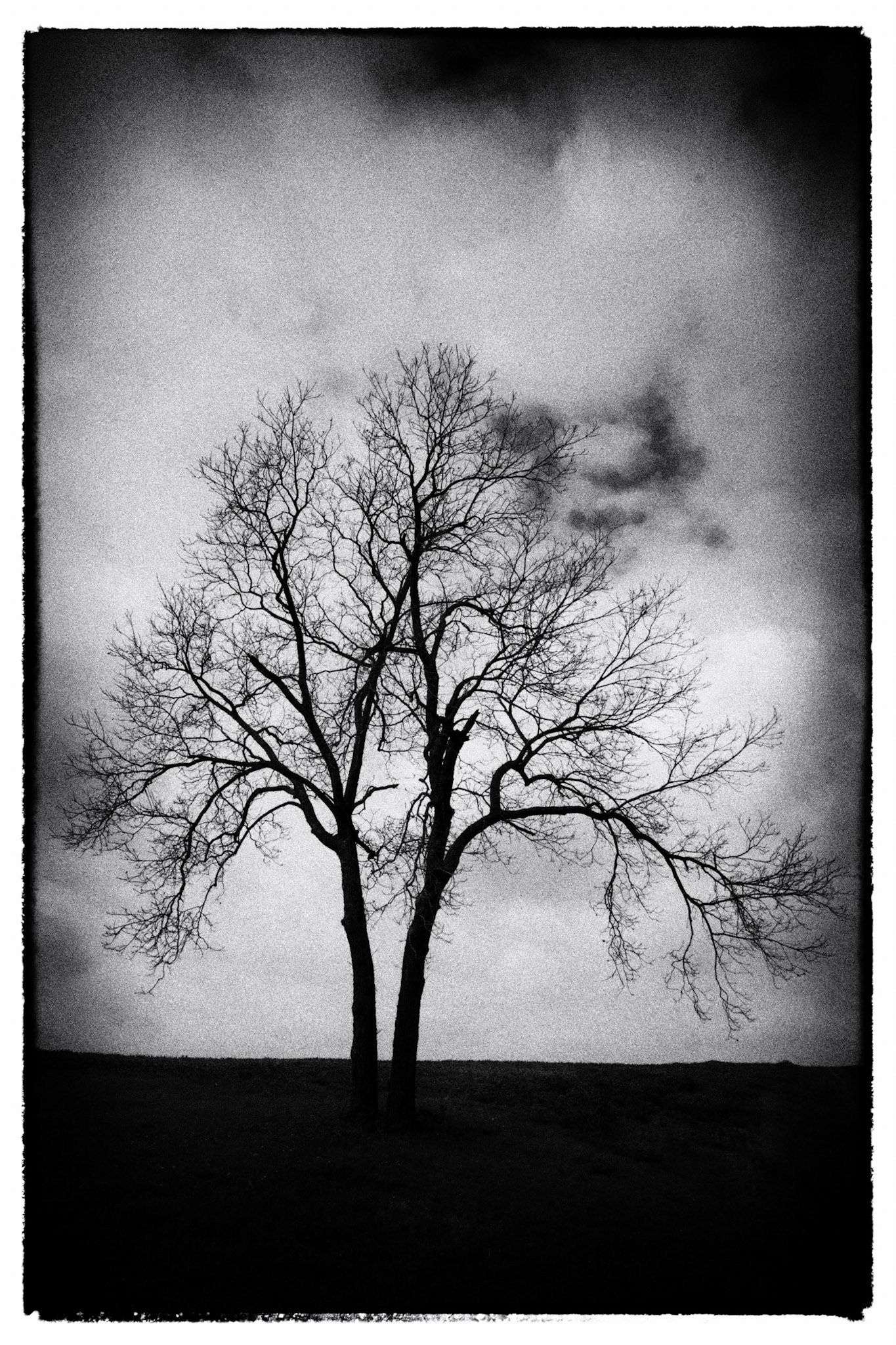 Bare Tree BW
