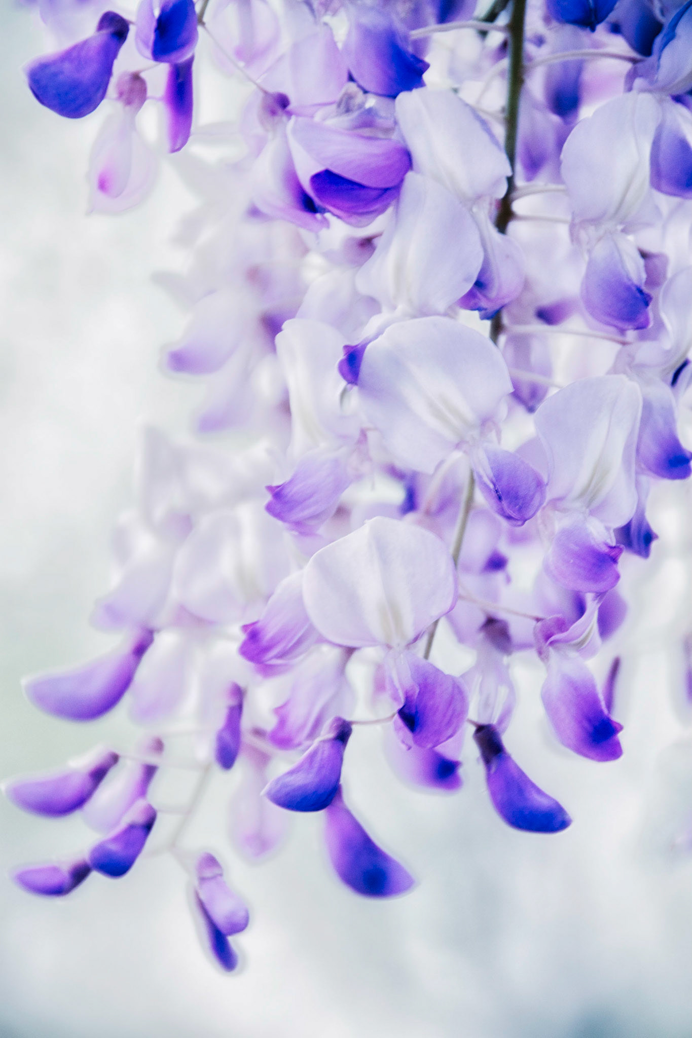 Wisteria Curl
