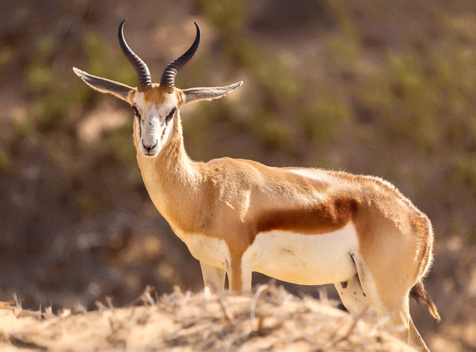 Springbok Pose