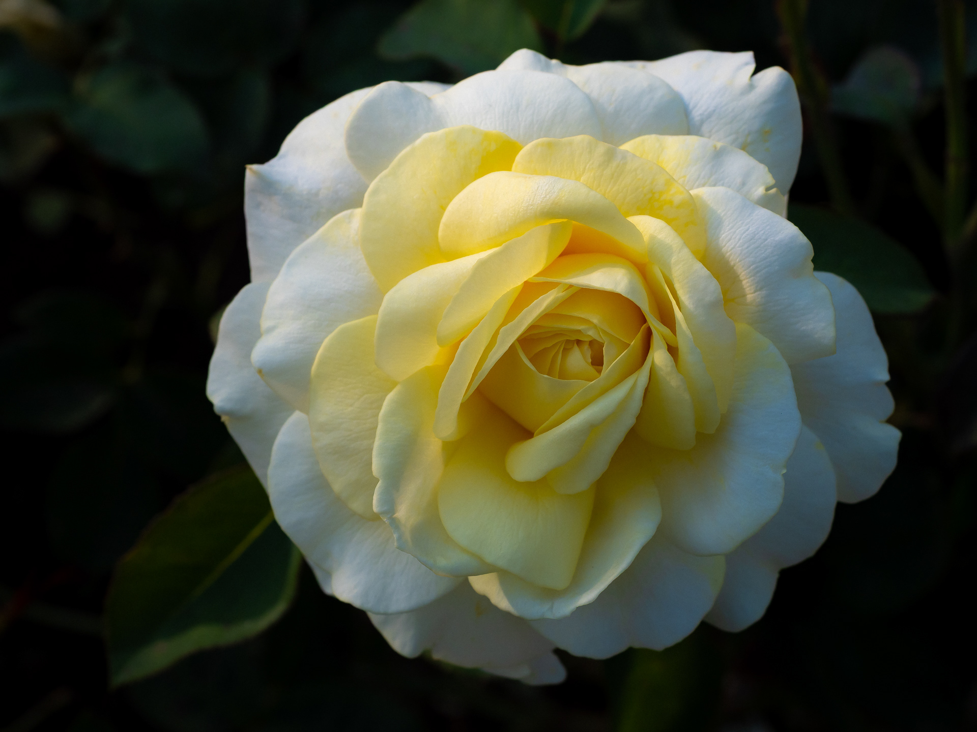 Single Yellow Rose