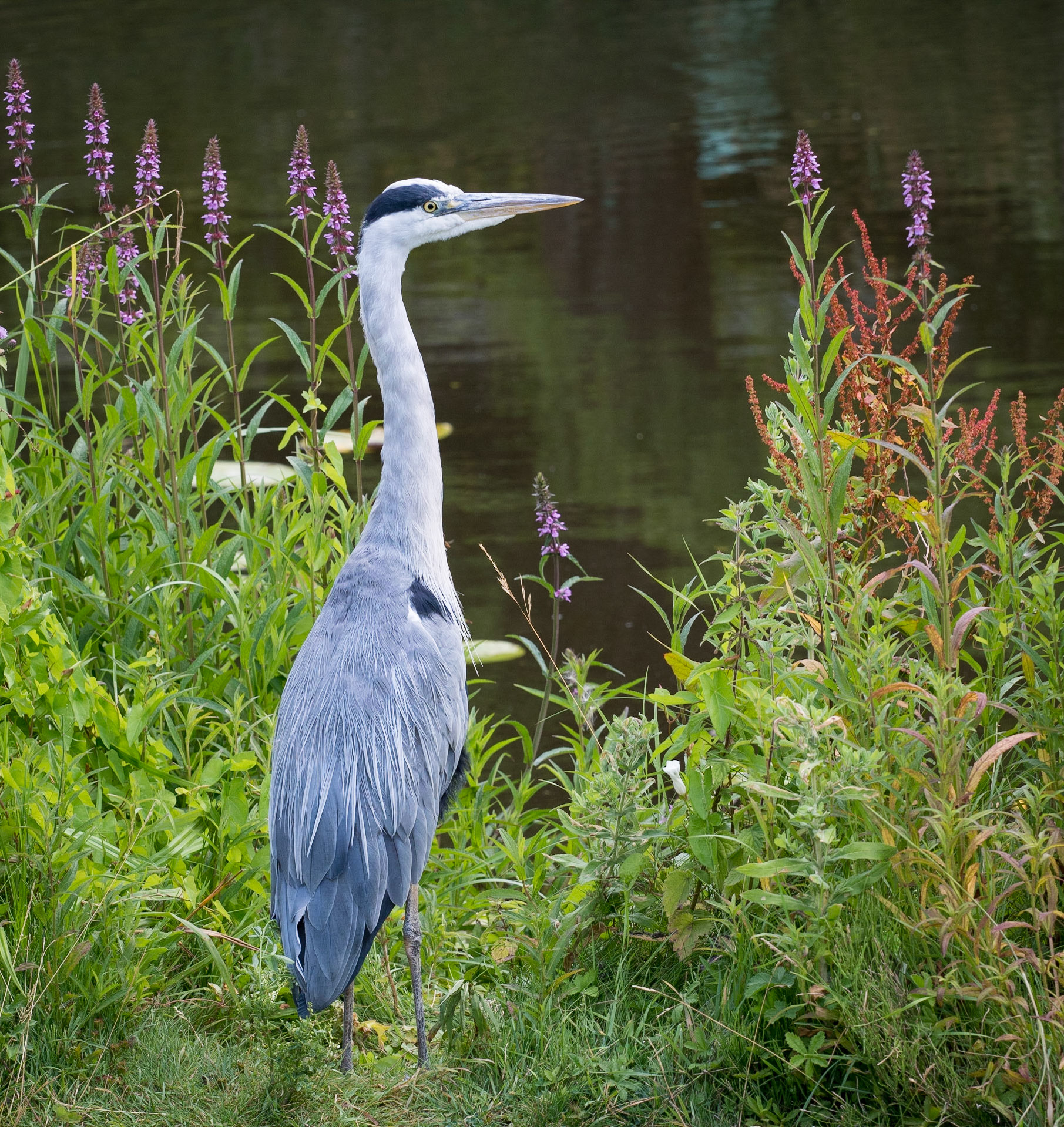 Copenhagen Botanical Garden Heron