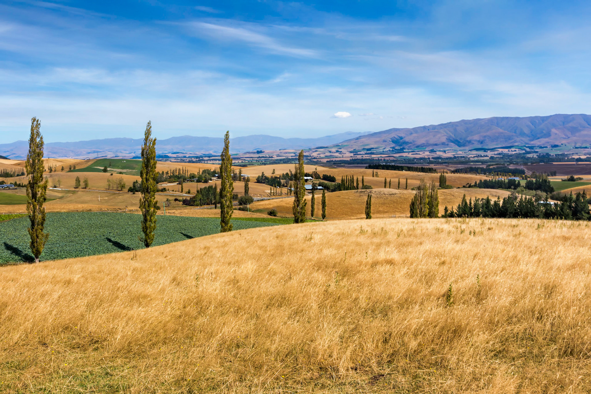 Blue and Gold Roll #2