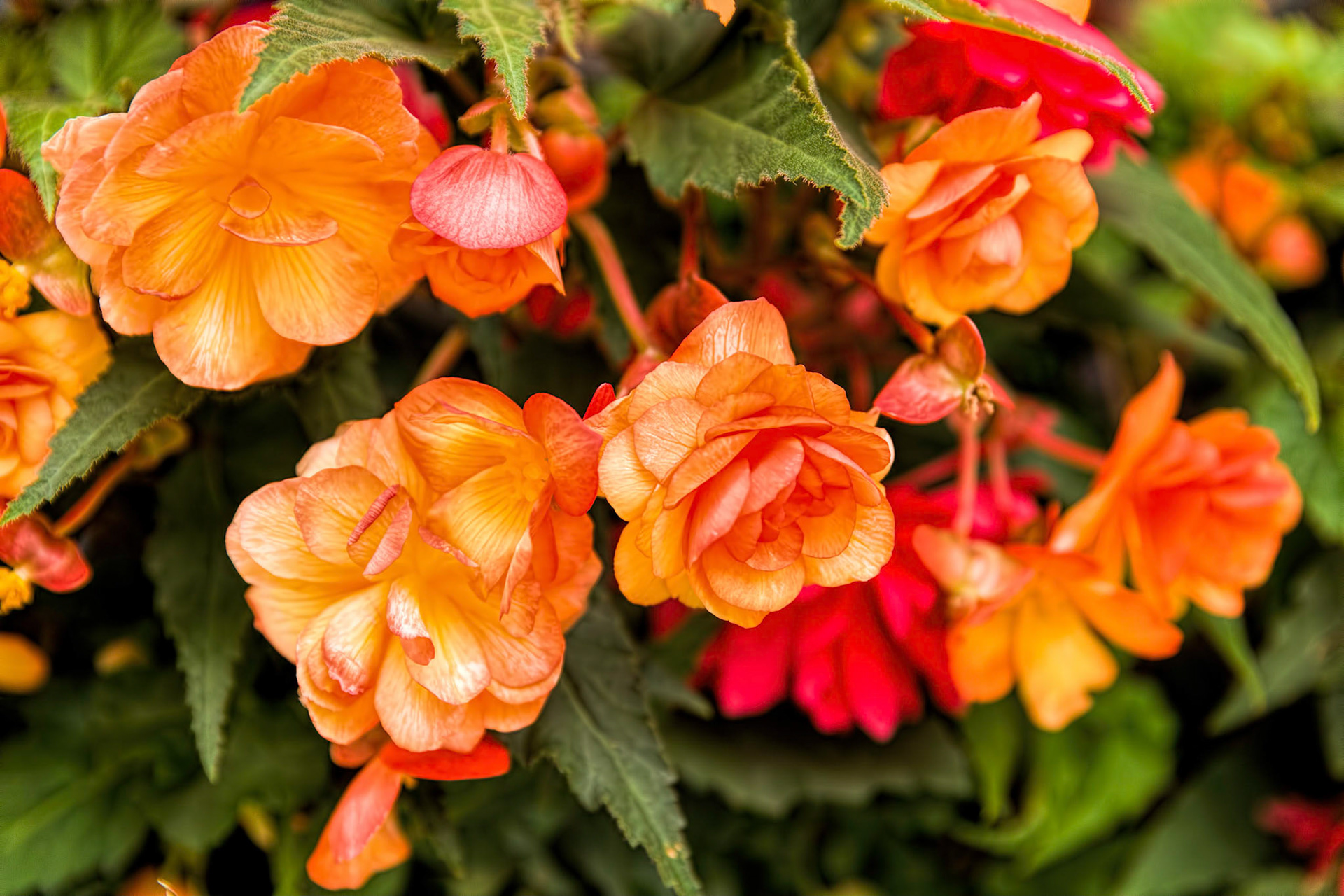 St. Margaret's Flowers