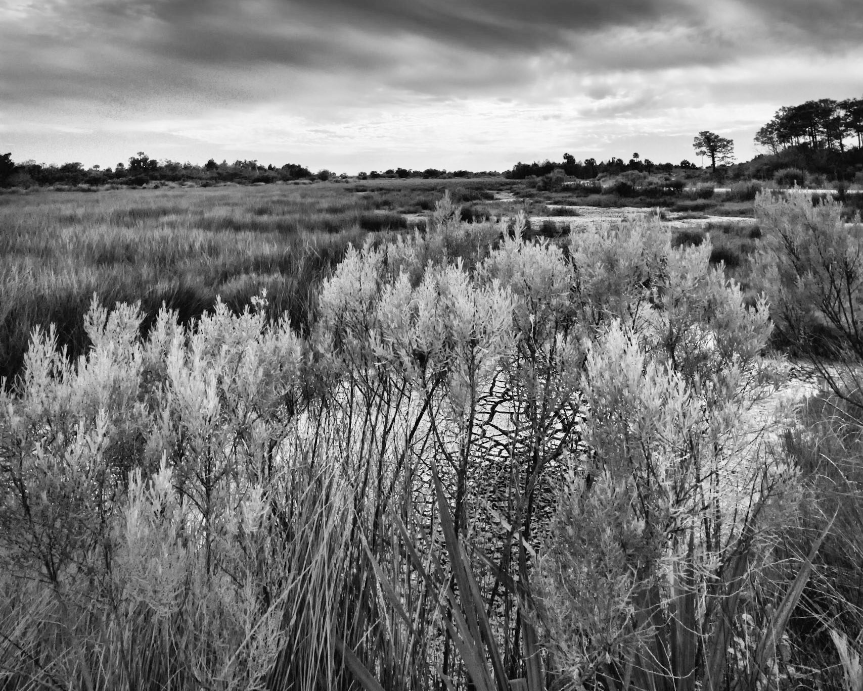 Florida Plain