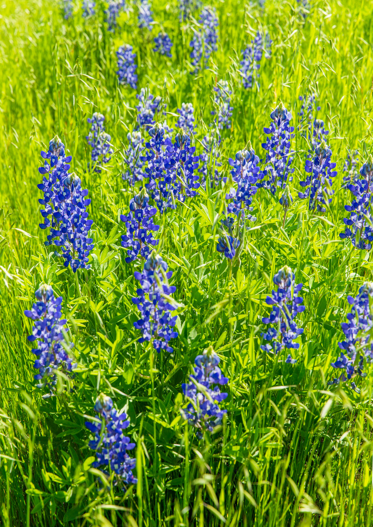 Bluebonnet Beauties