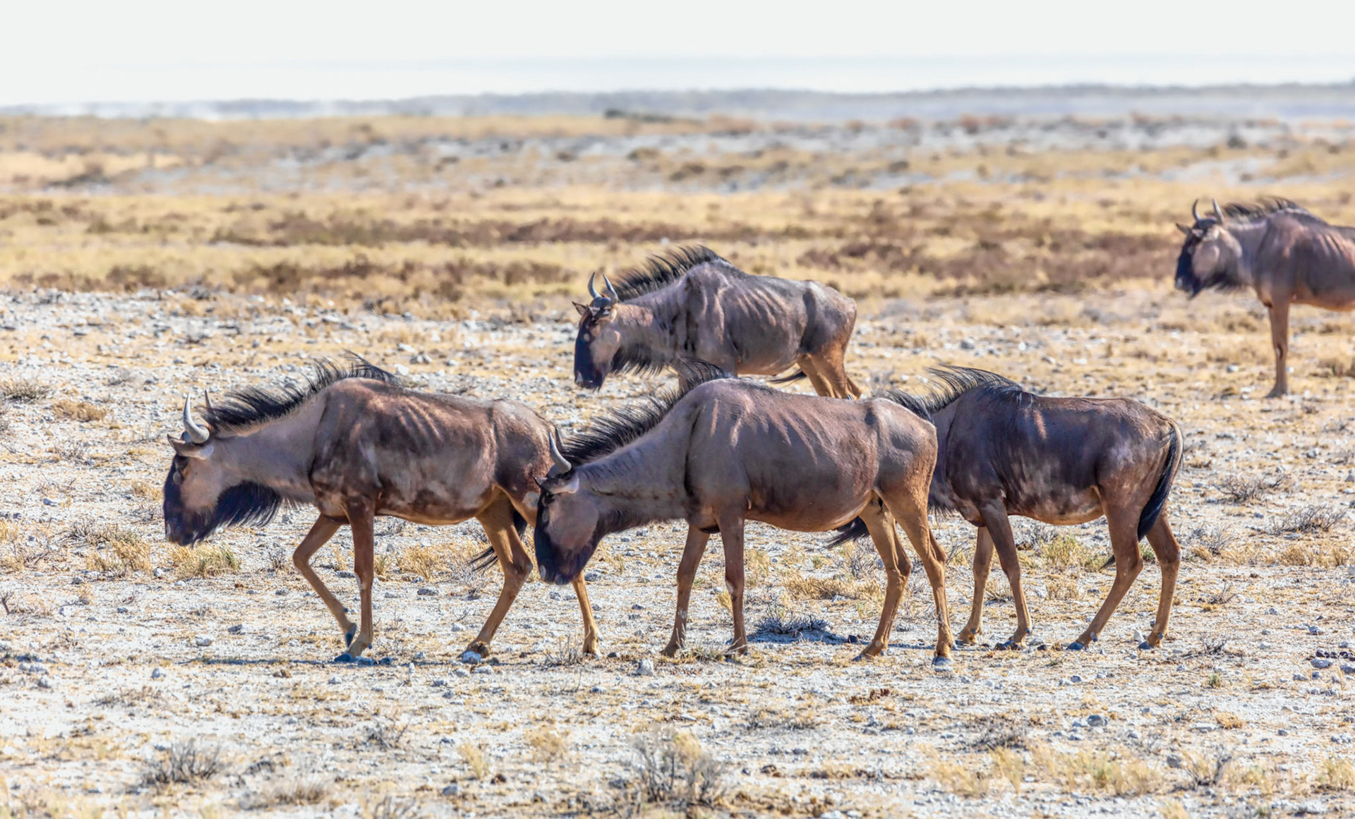 Wildebeast Food Search