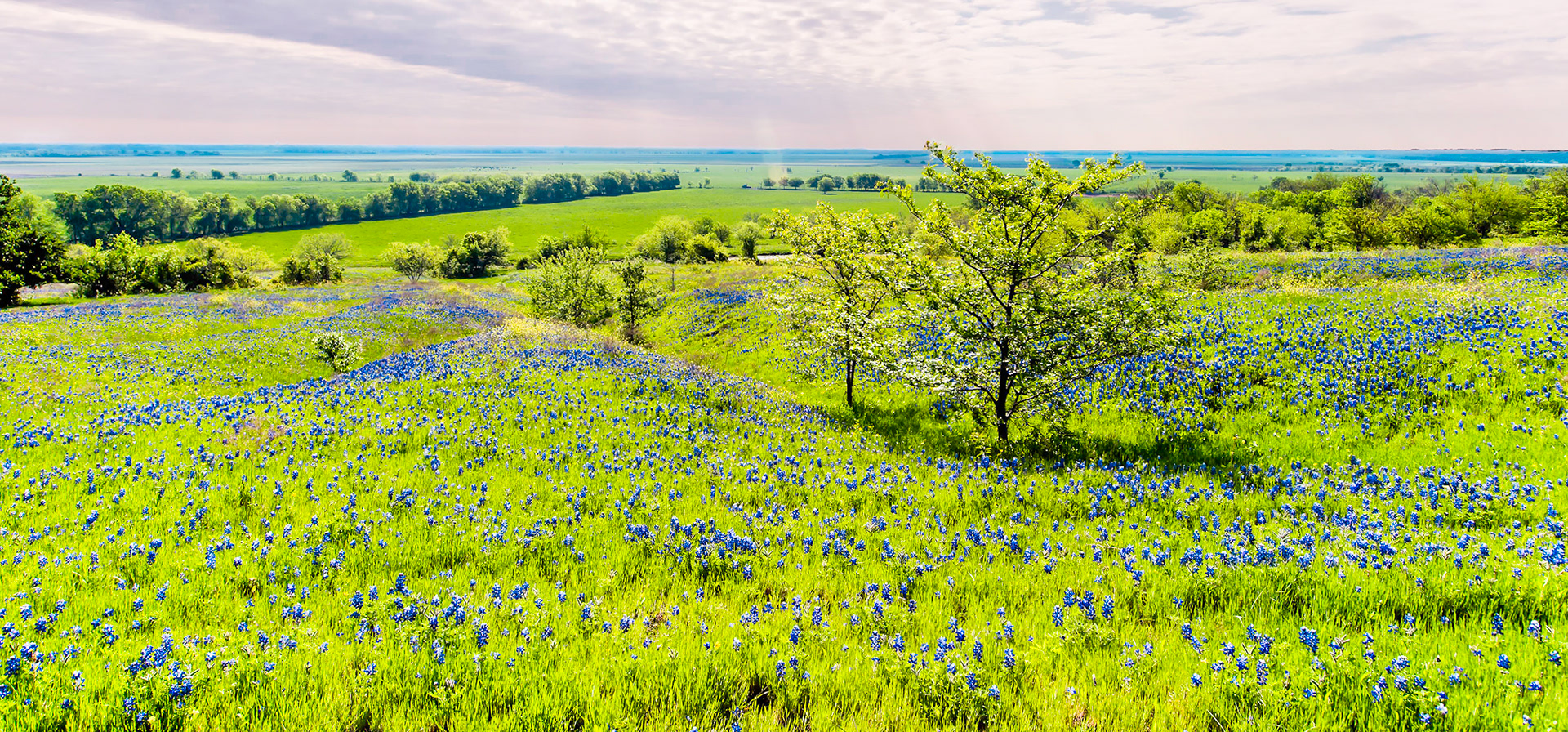 Bluebonnet Field 3