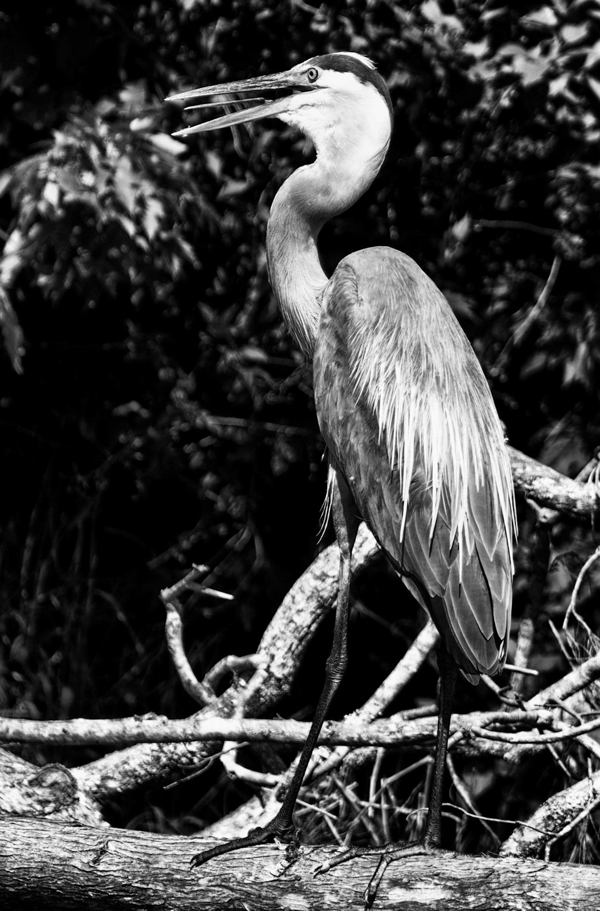 Florida Bird Open Moutn