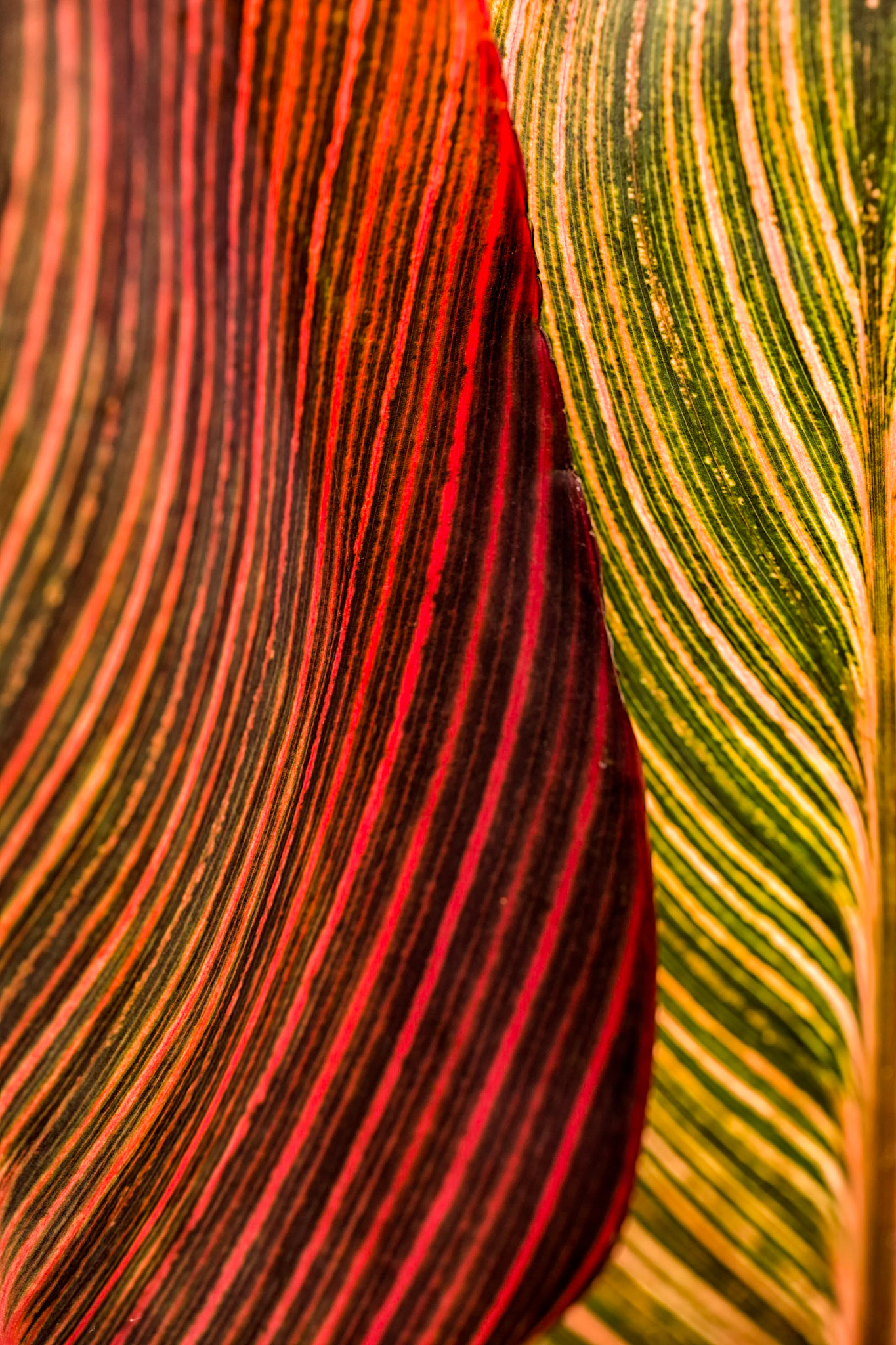 Canna Leaves