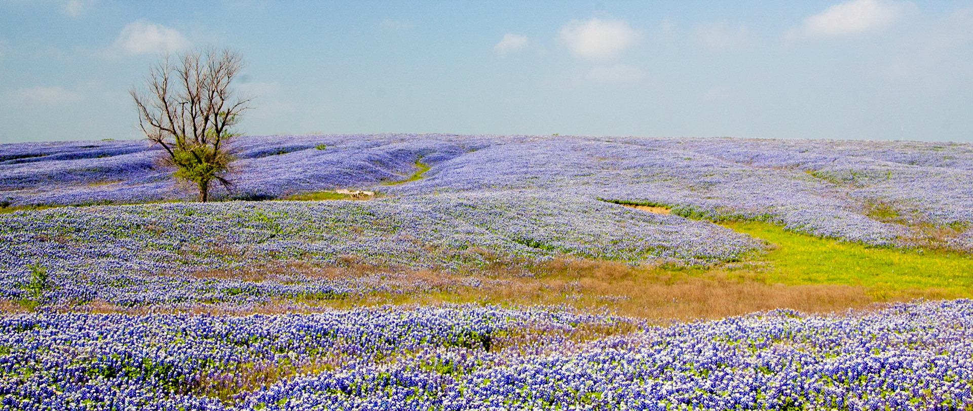 Texas Bluebonnets