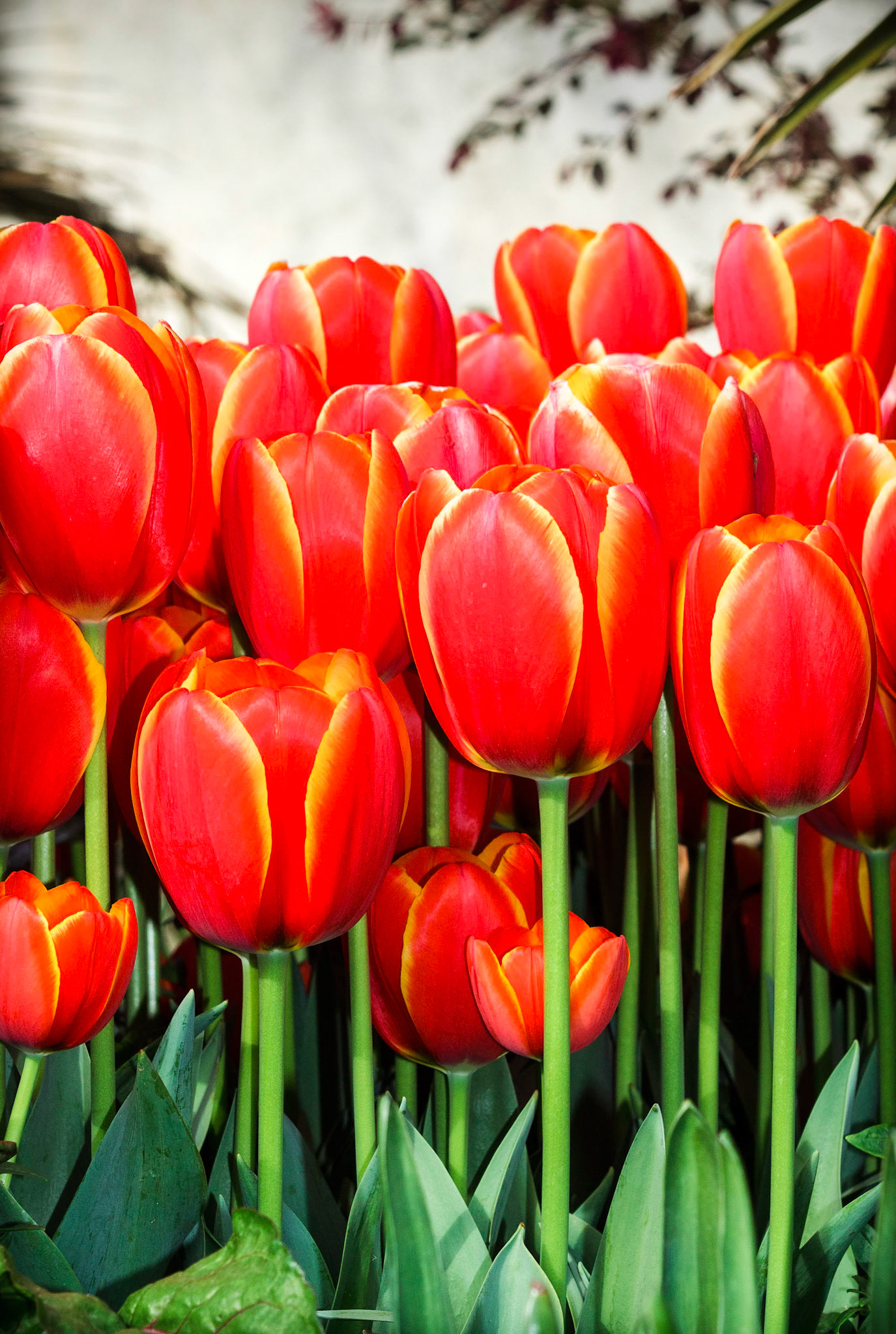 Red Tulips