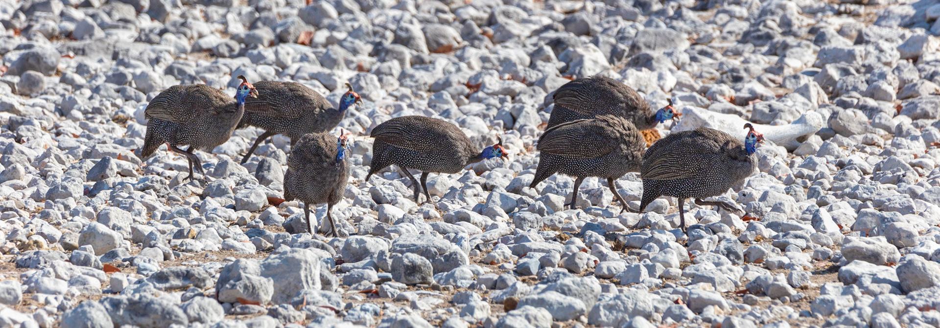 Guineafowl on the Prowl