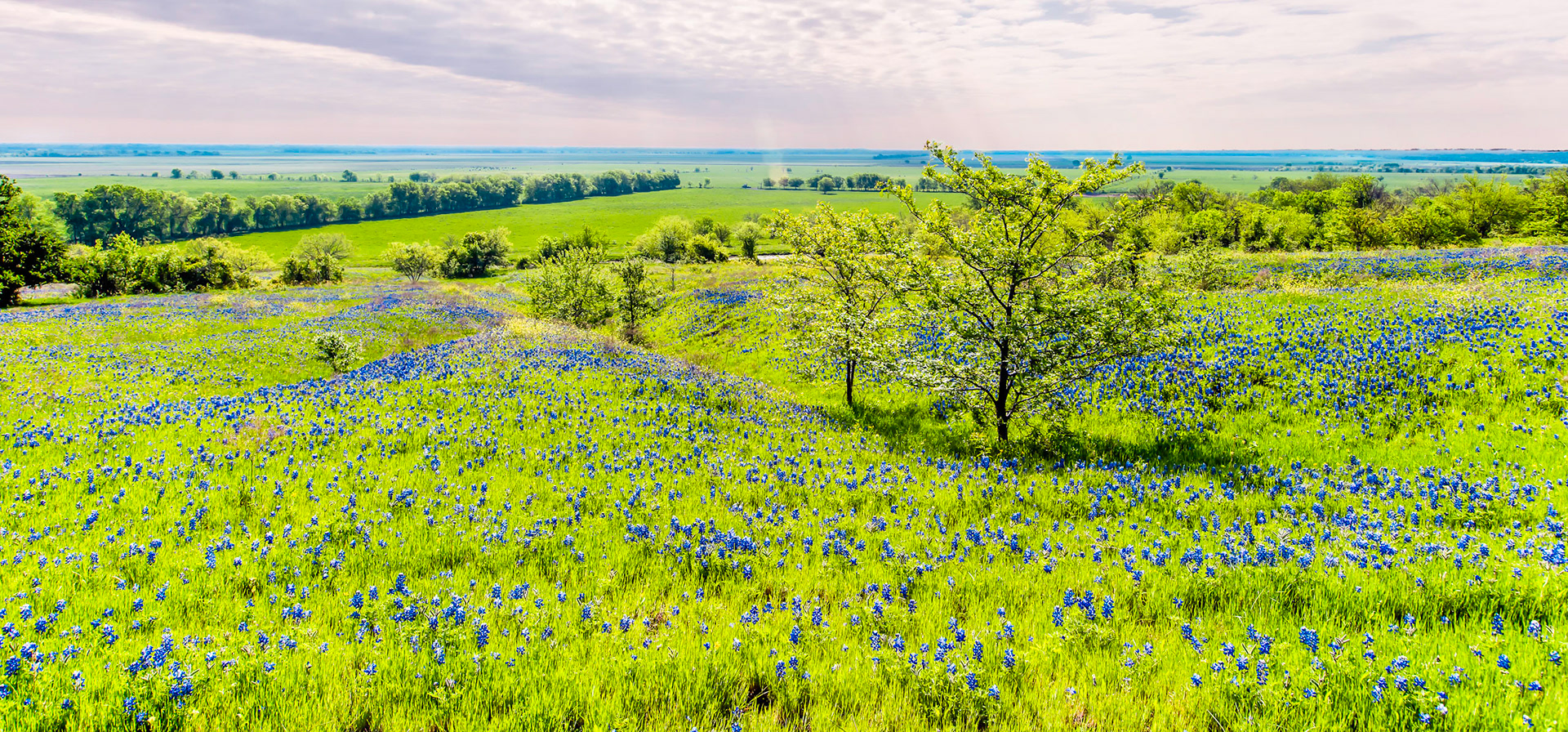 Bluebonnet Field 3