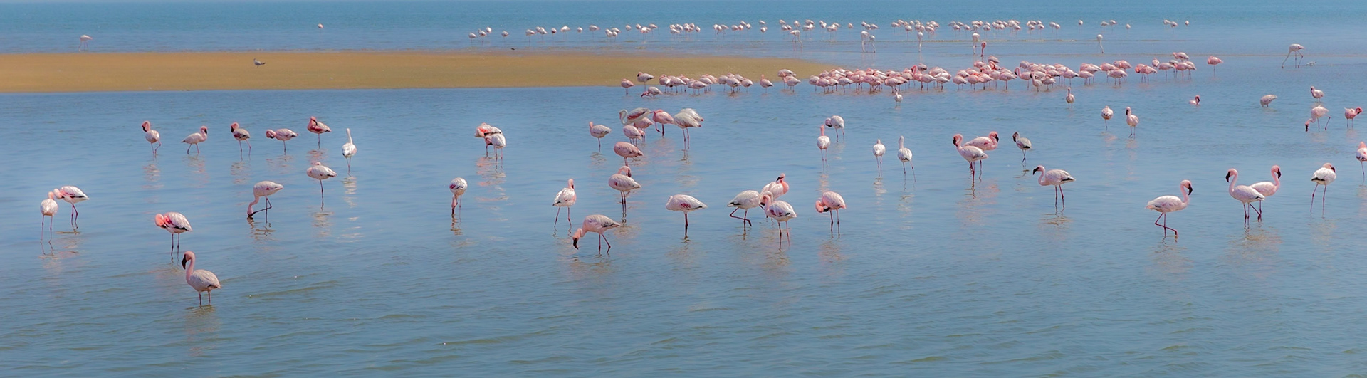 Flamingo Row
