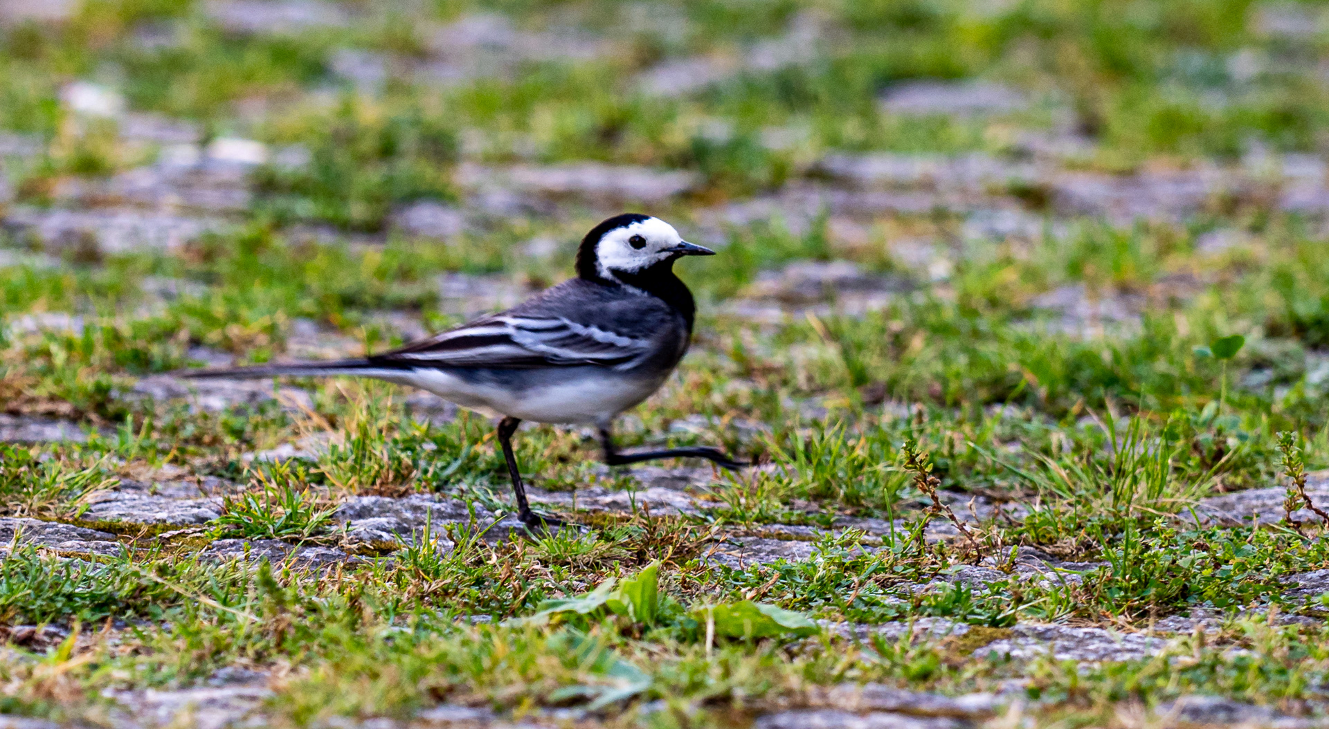 Little Black and White Bird