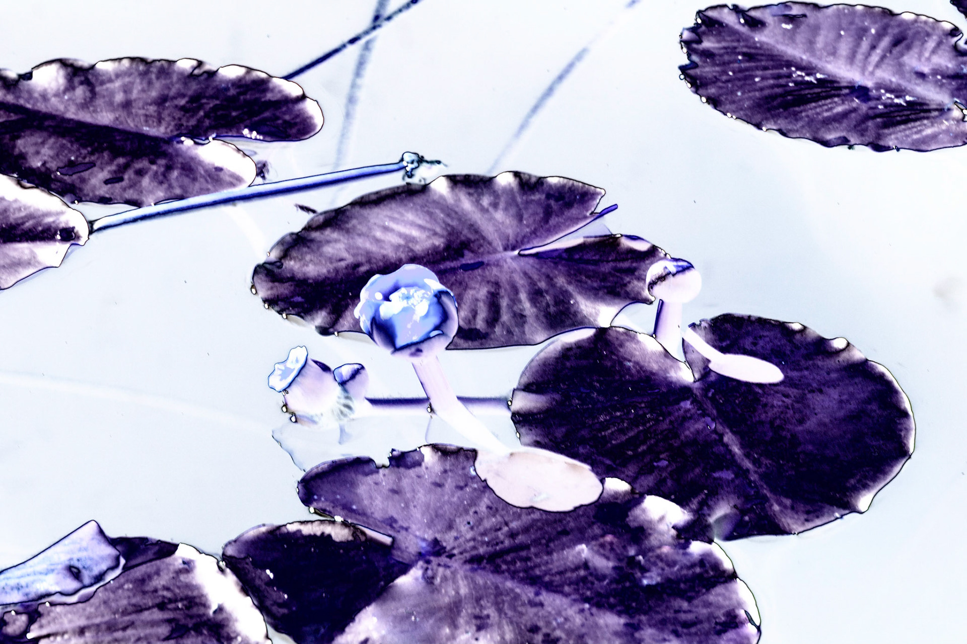 Lily Pads Solar 3