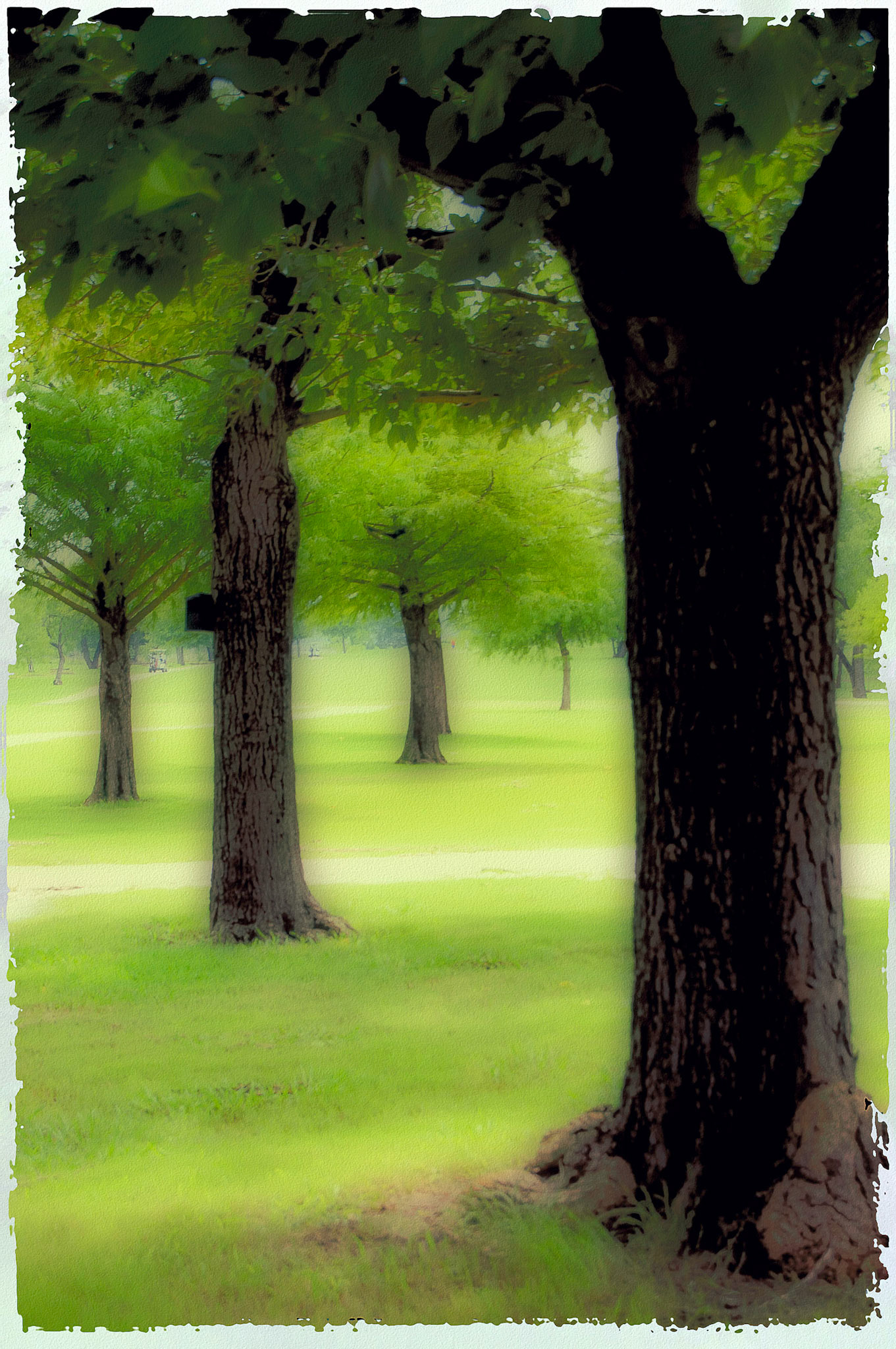 Trees Close and Far