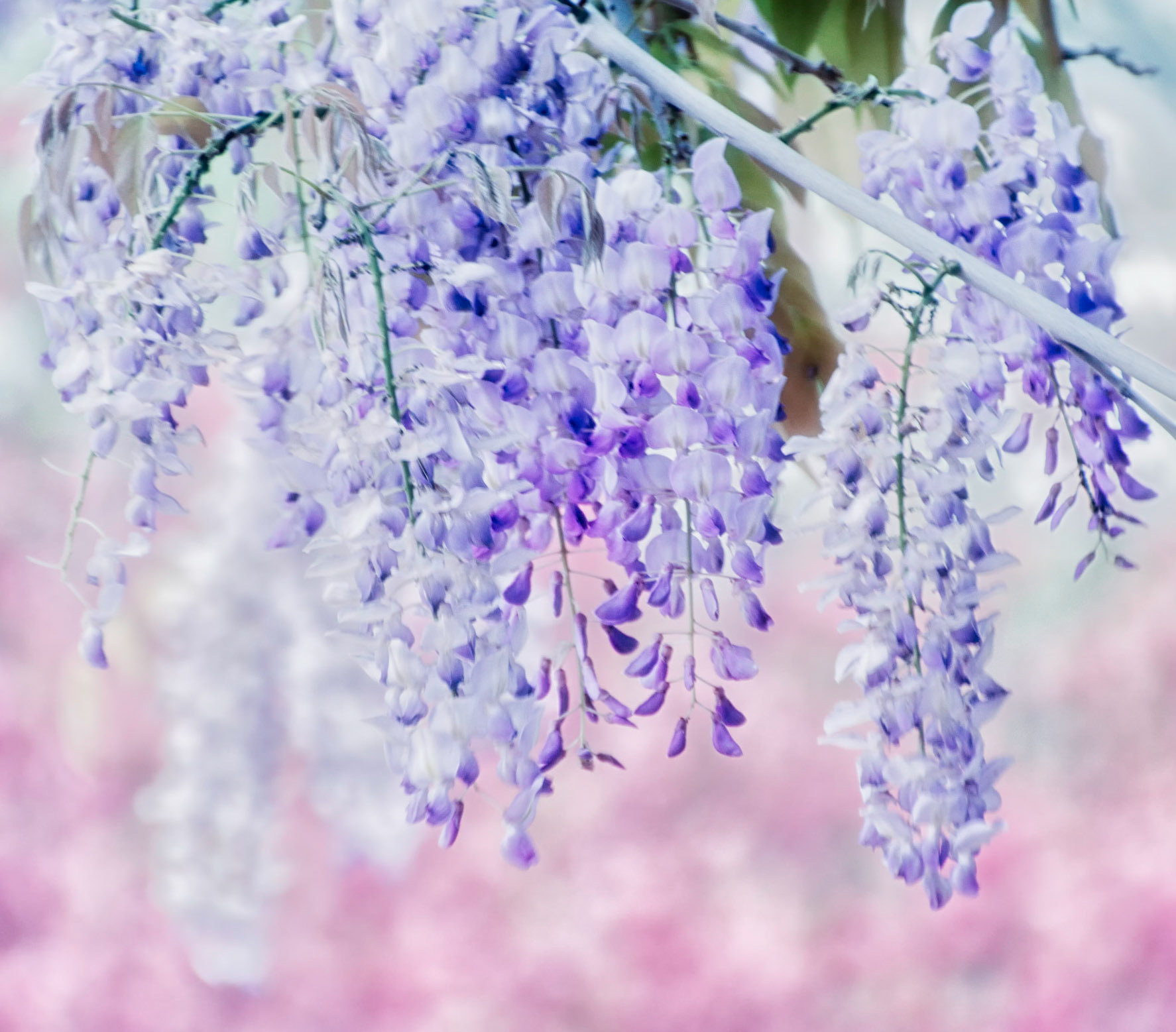 Wisteria Blue & Pink Bush
