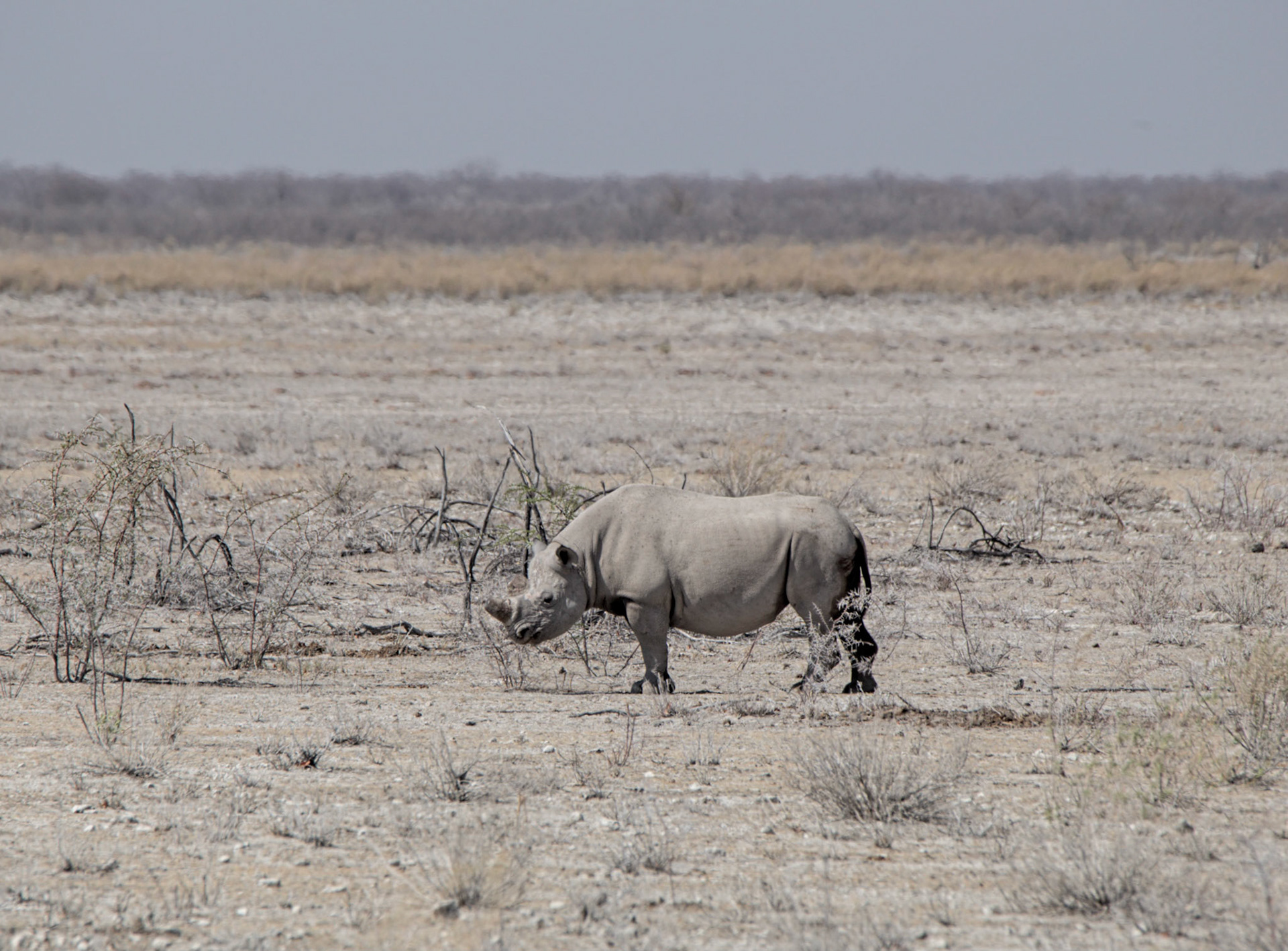 A Face Only A Mother Could Love