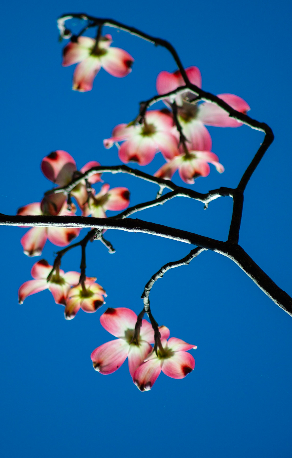 Pink and White Spring Bloom 2