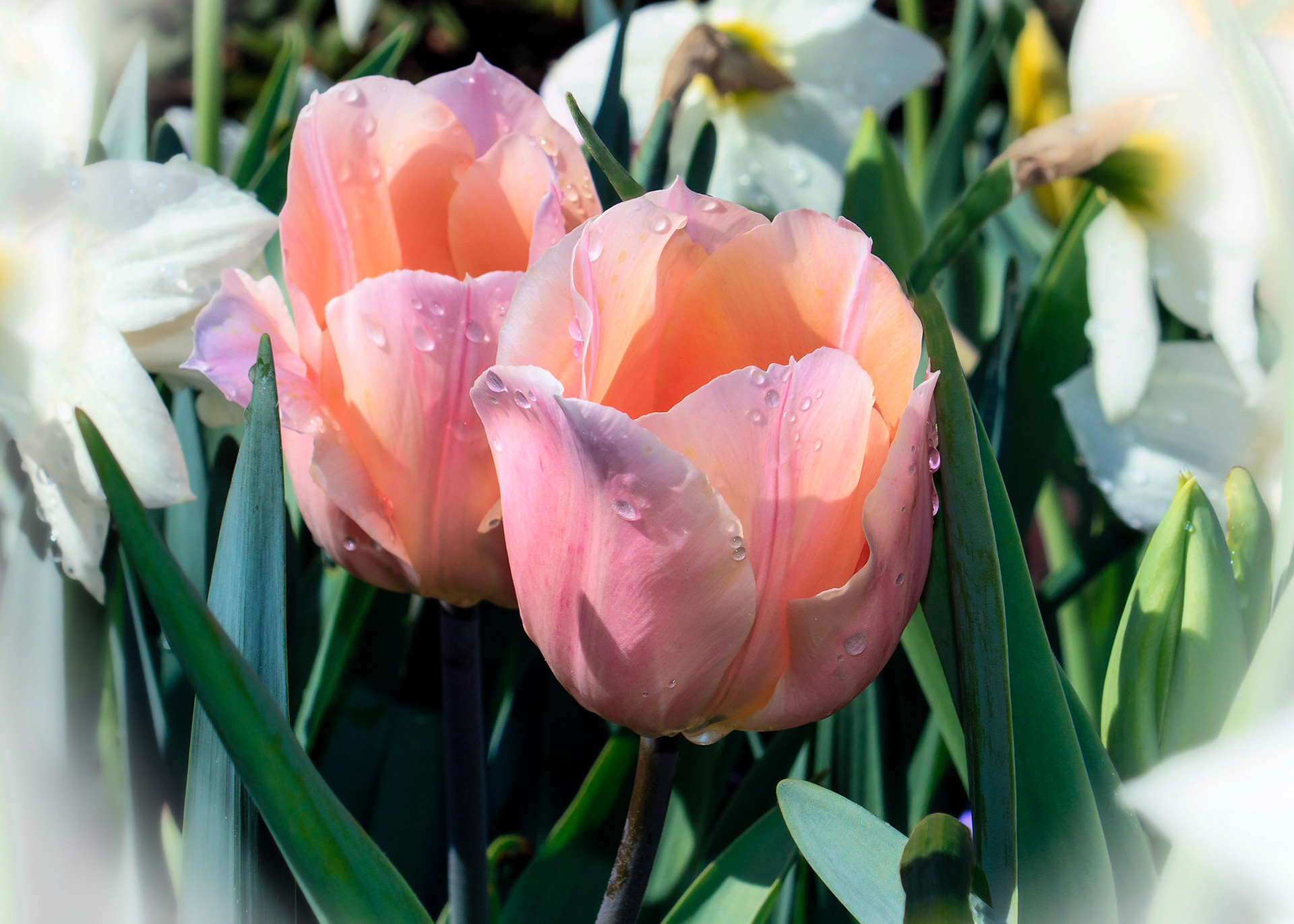 Pink Tulips