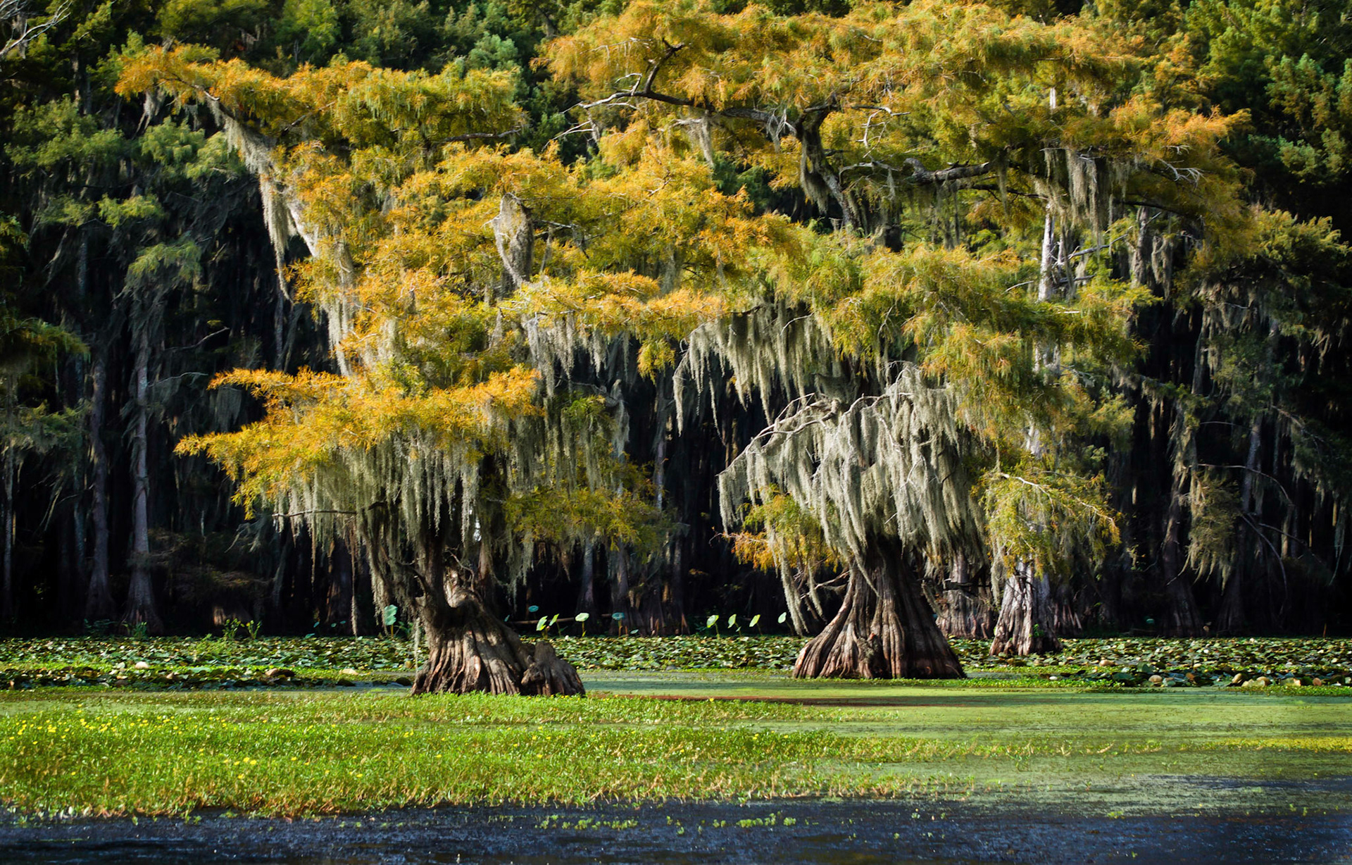 Spanish Moss
