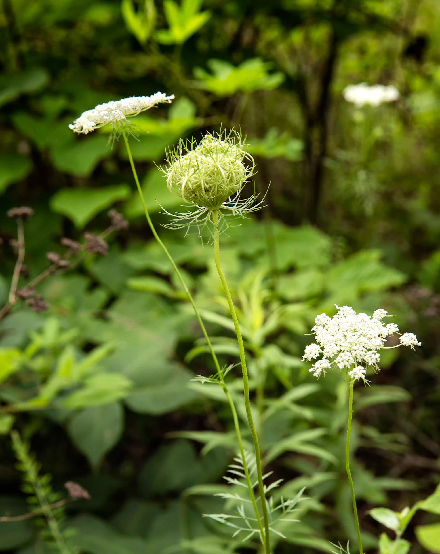 Queen Anne's Lace