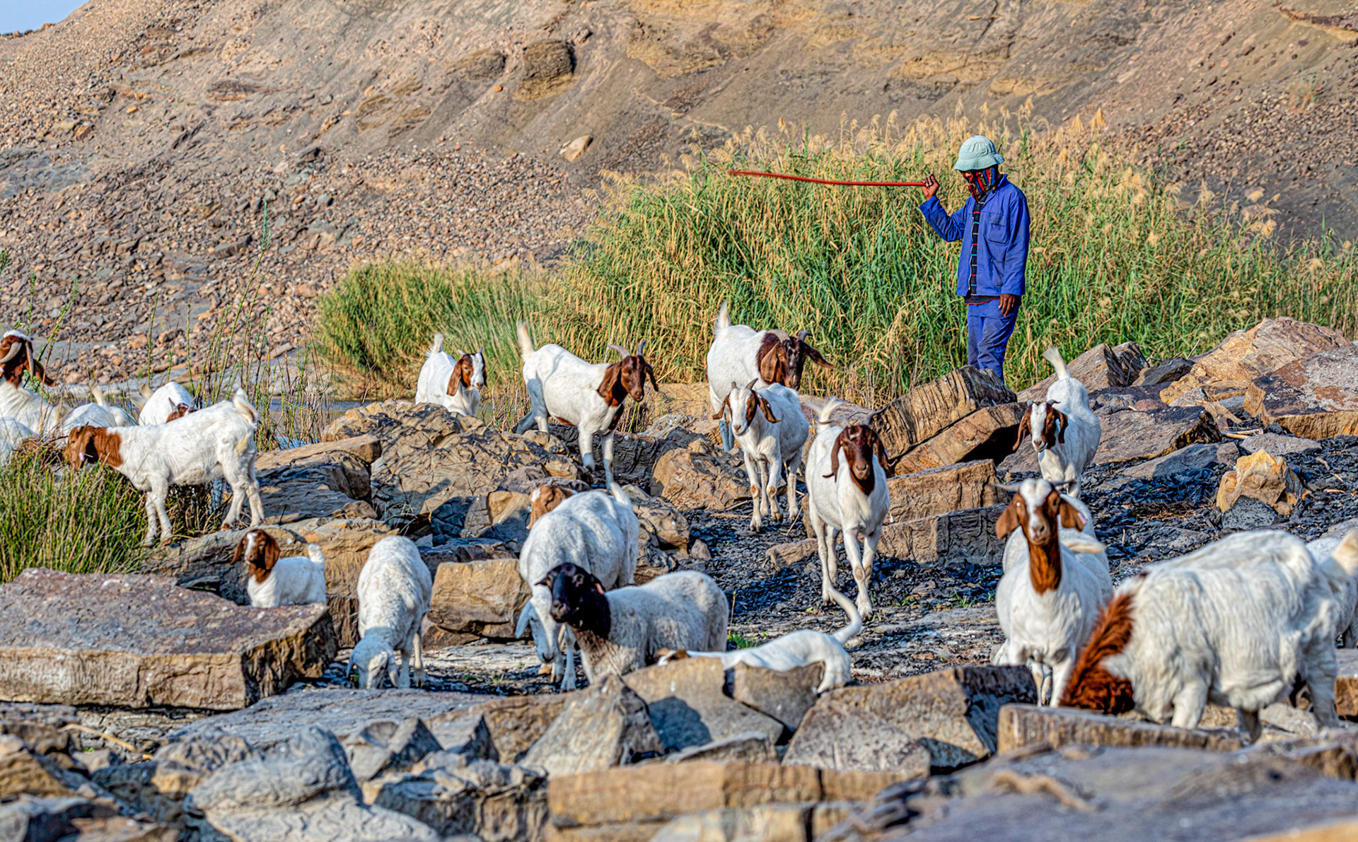 Sheepherder Orange River