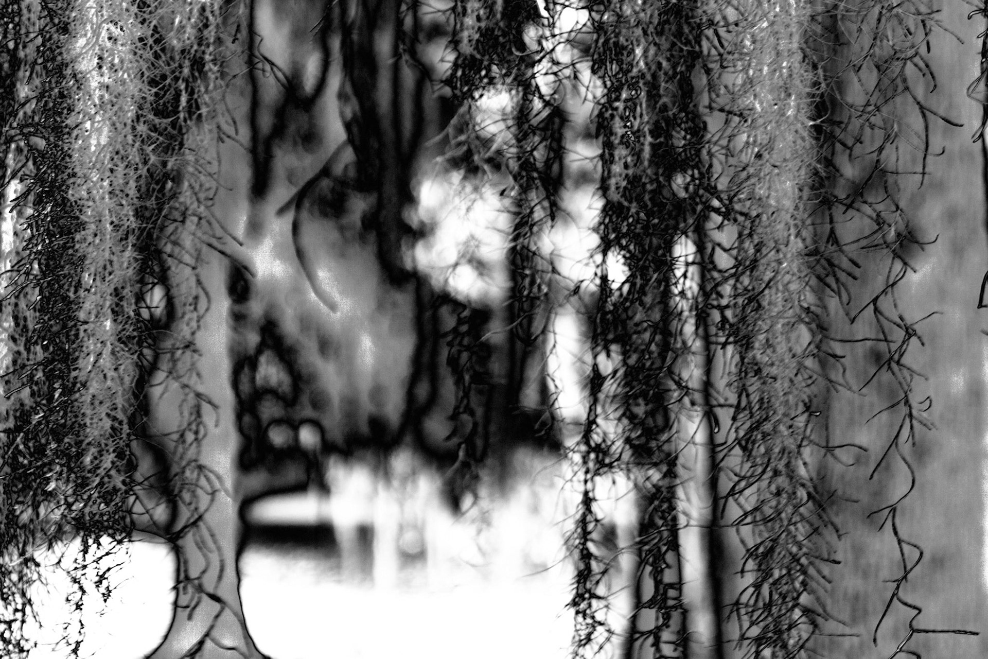 Tree Solar 2