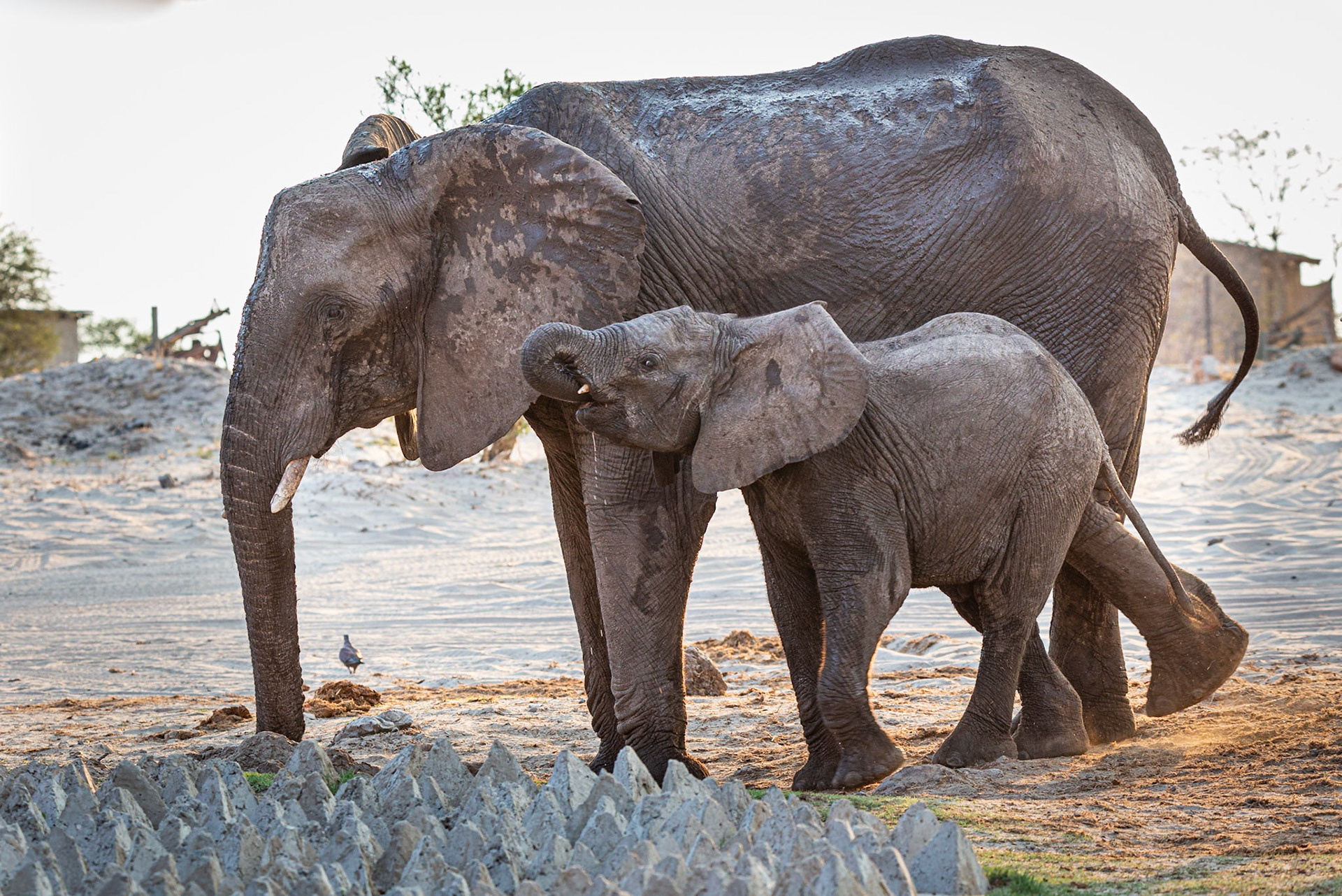 Pachyderm Protection