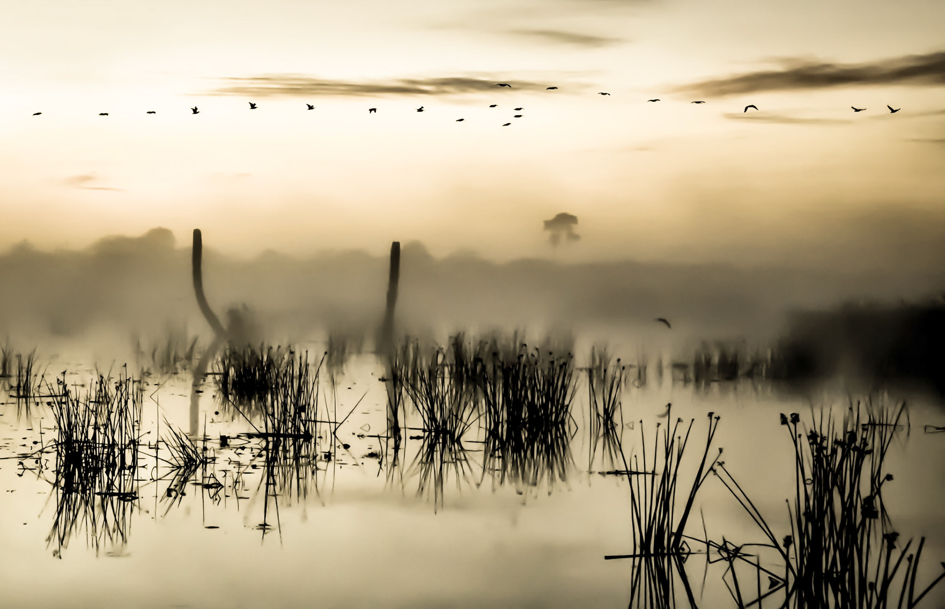 Morning Journey Black & Gold