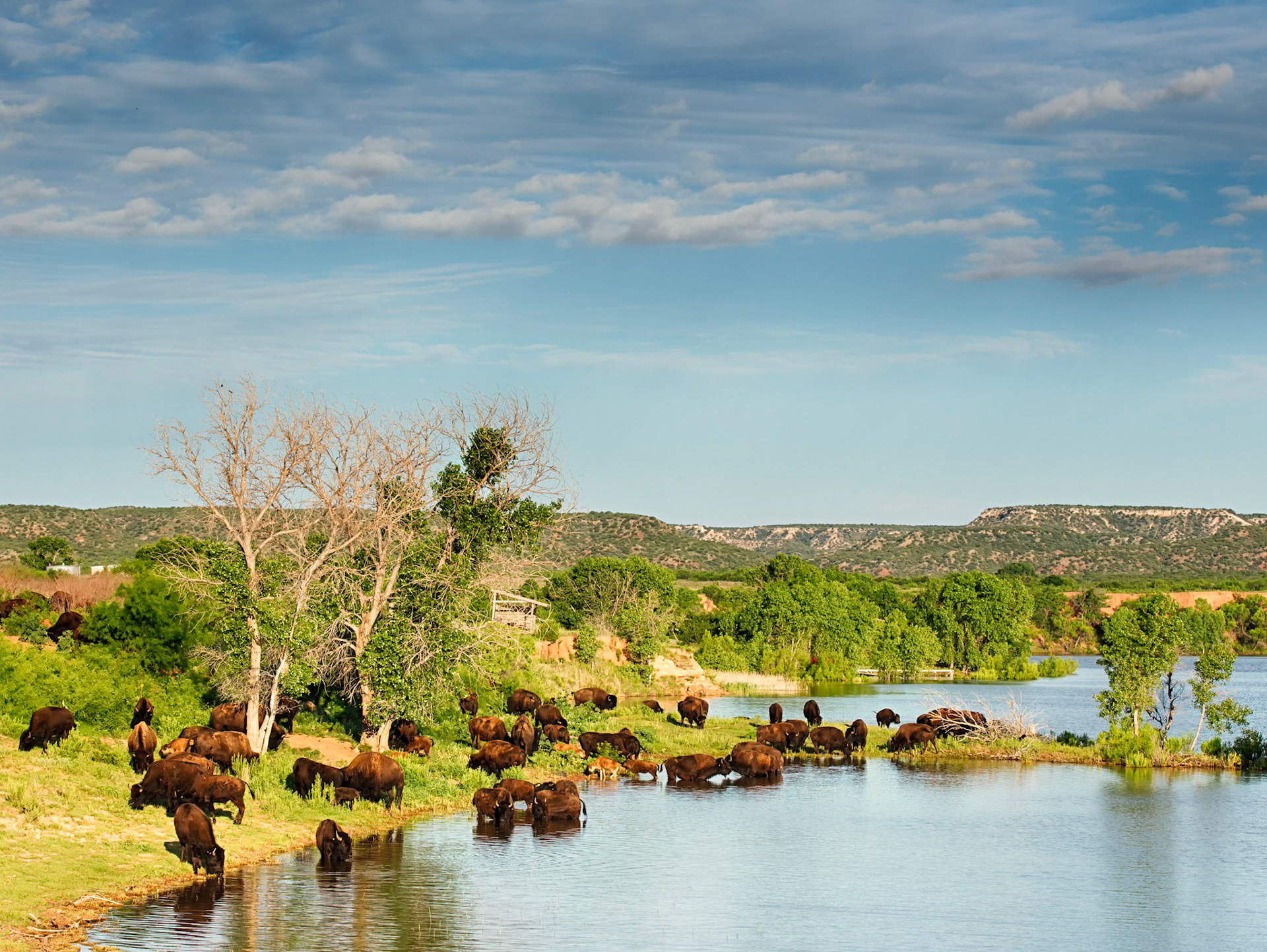 Watering Hole for the bison