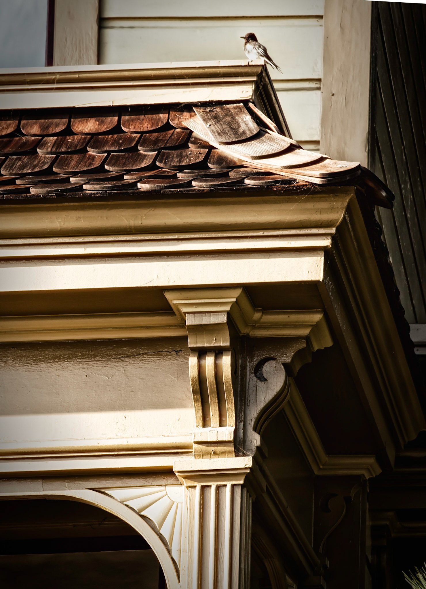 Bird on Roof