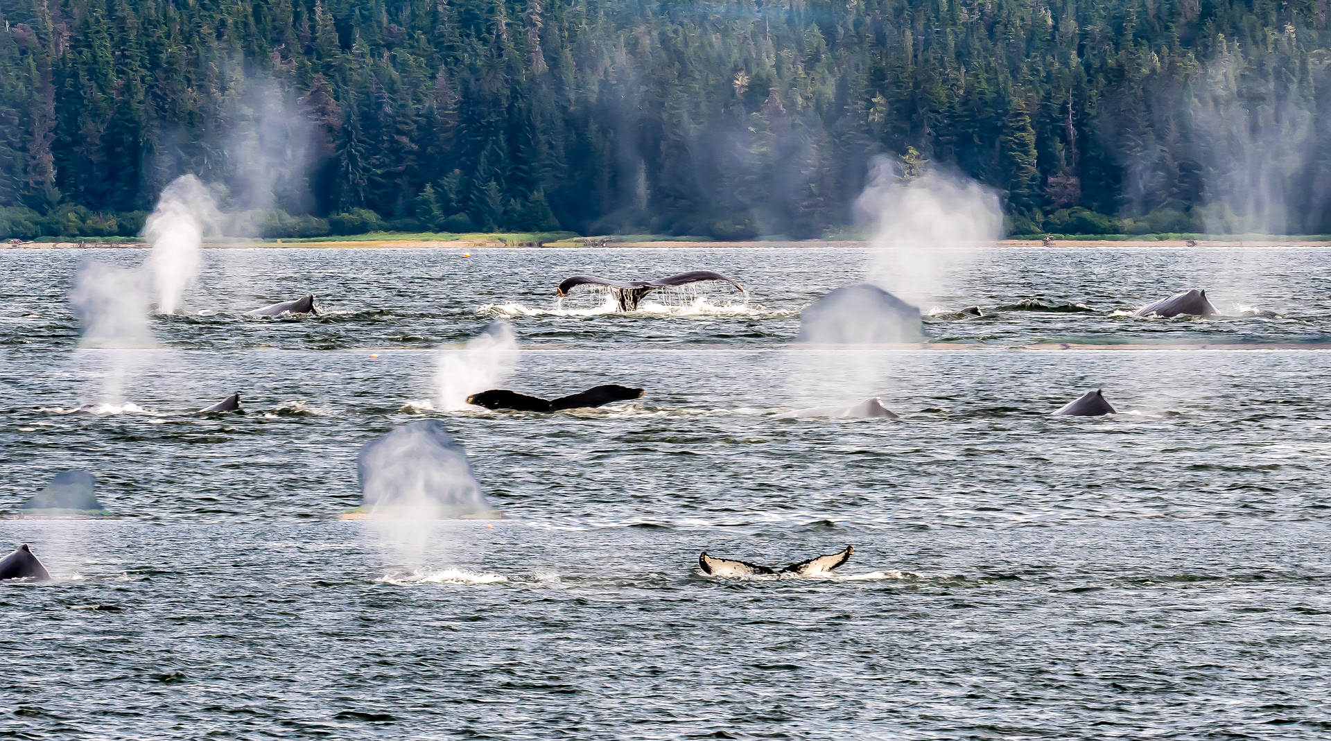 Whale Tale Compliation